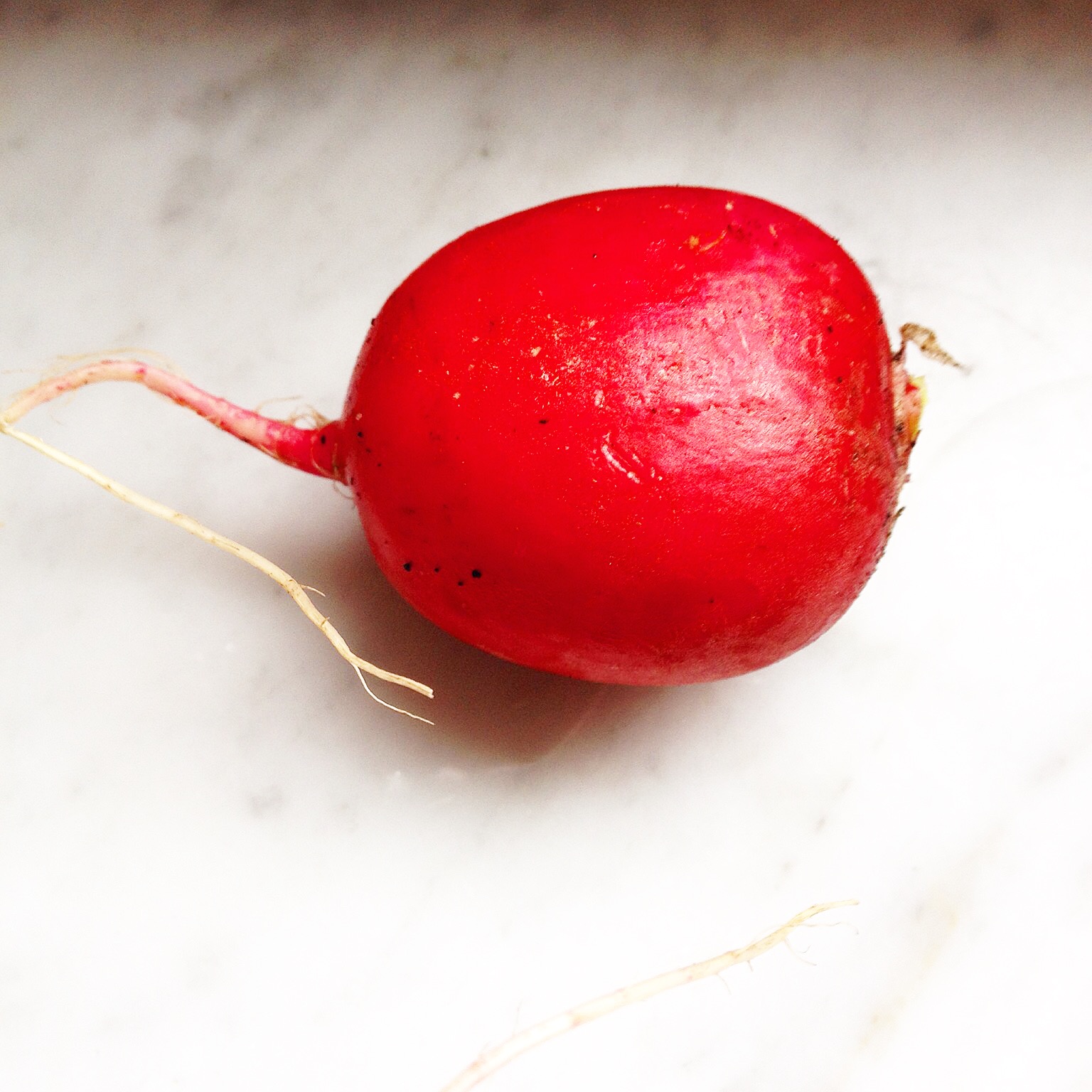 radish with root, washed