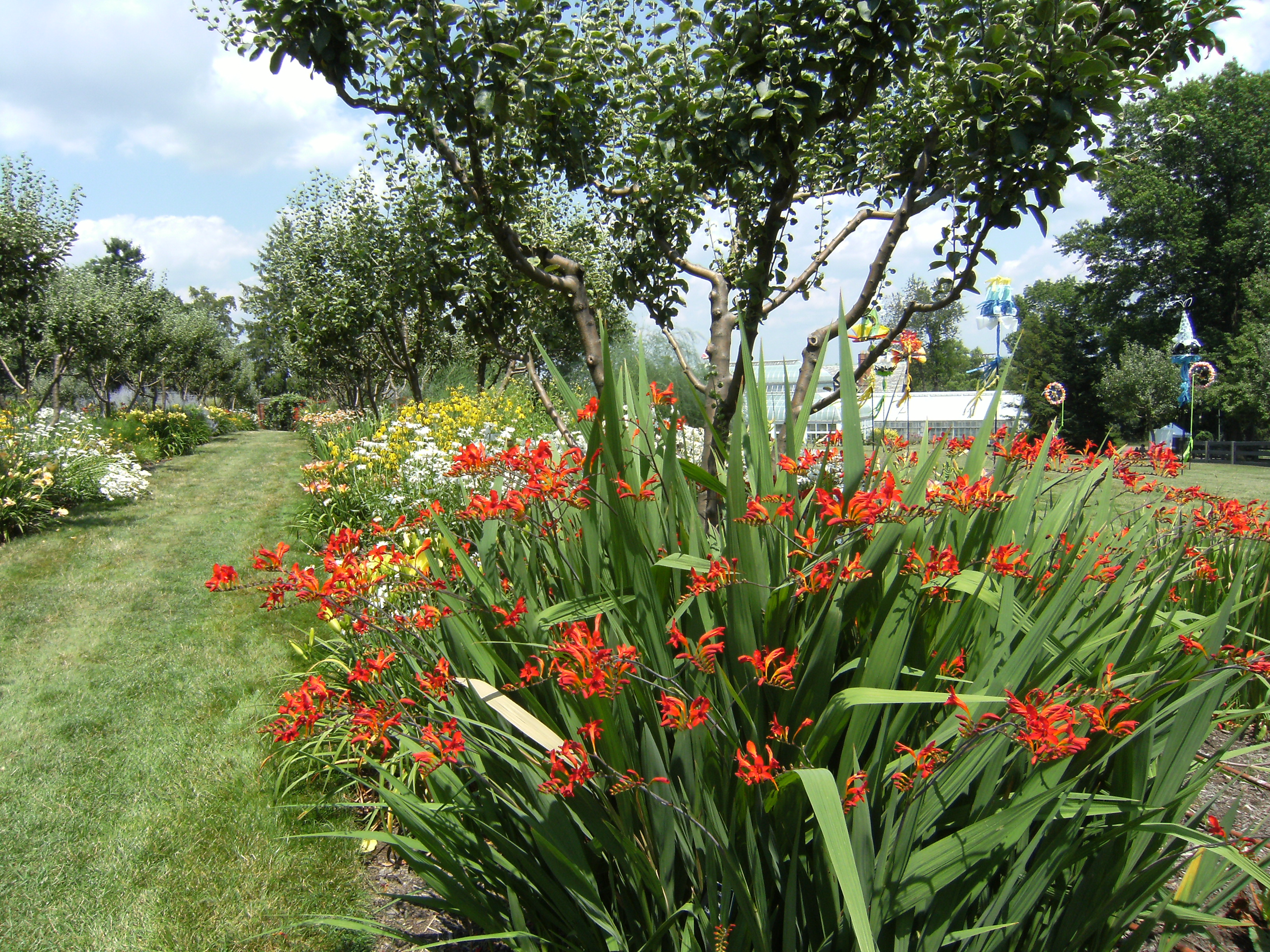 Crocosmia "Lucifer" in mixed flower border