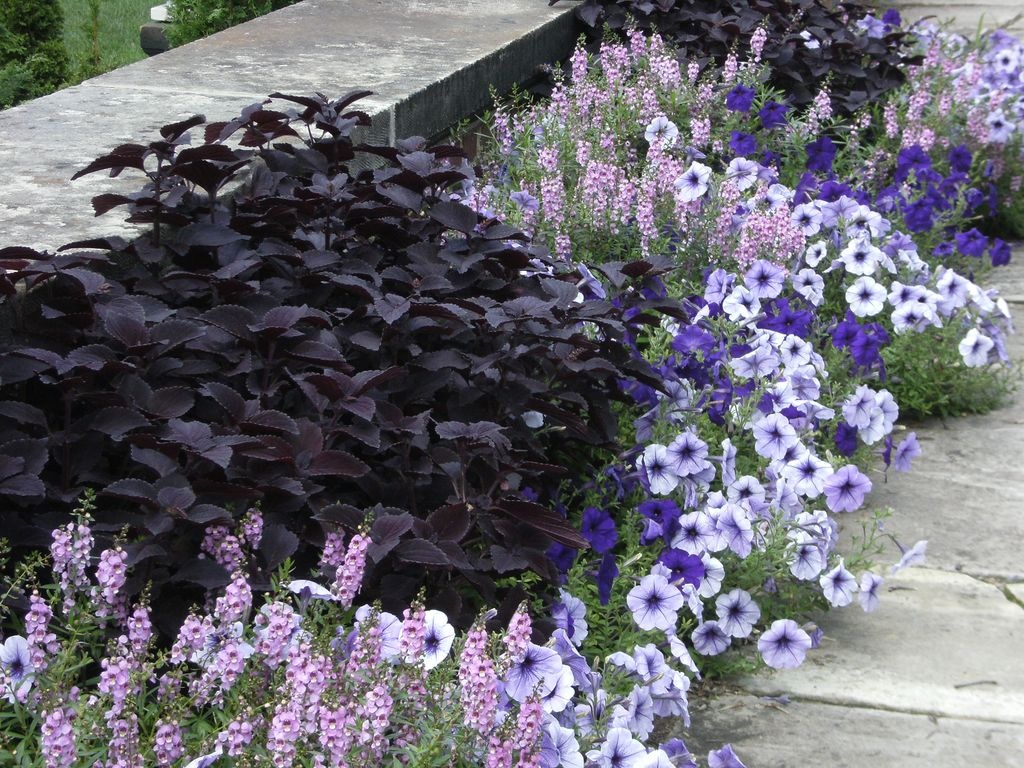 blue petunias