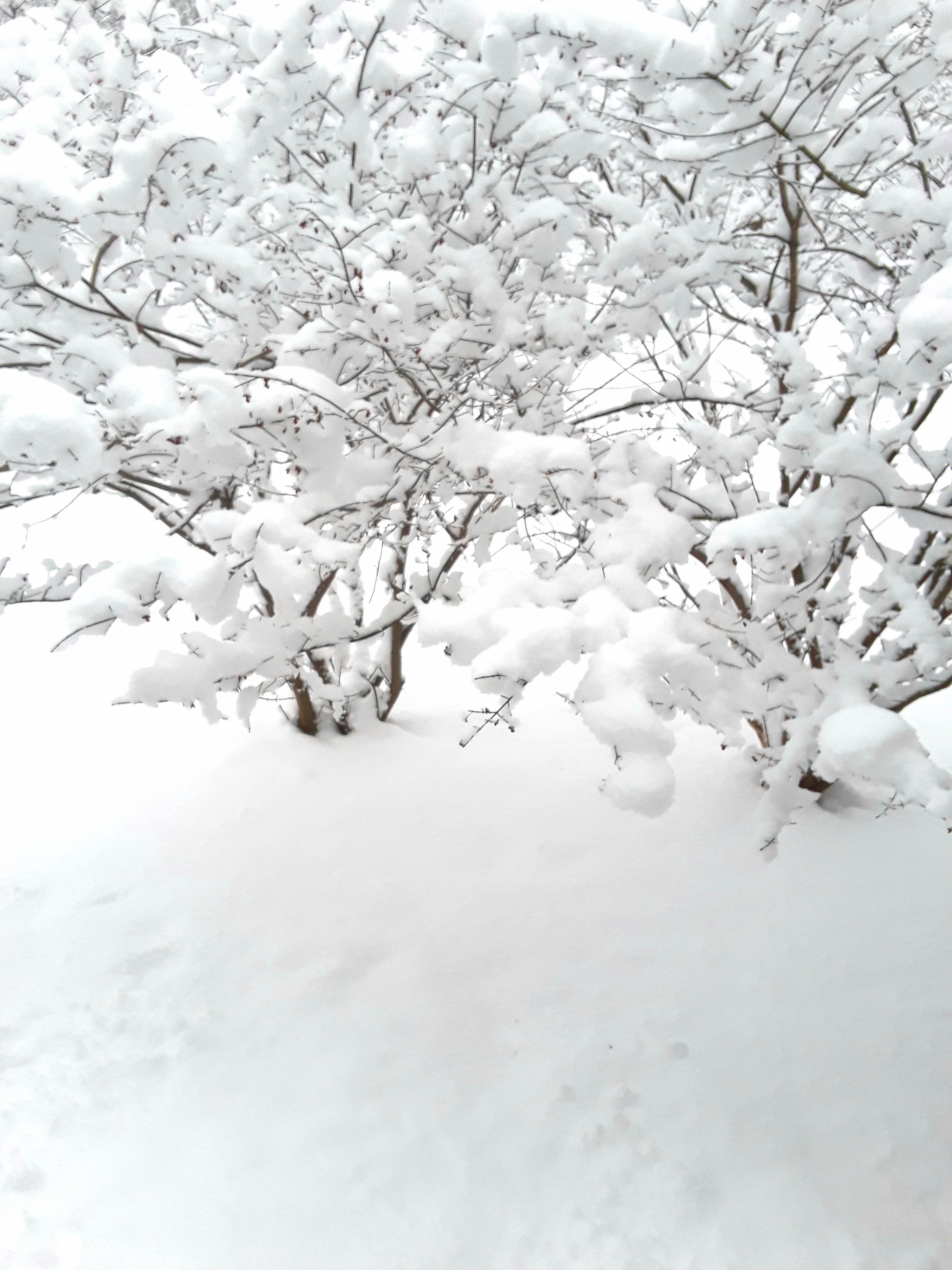 Burning bushes covered with several inches of snow.