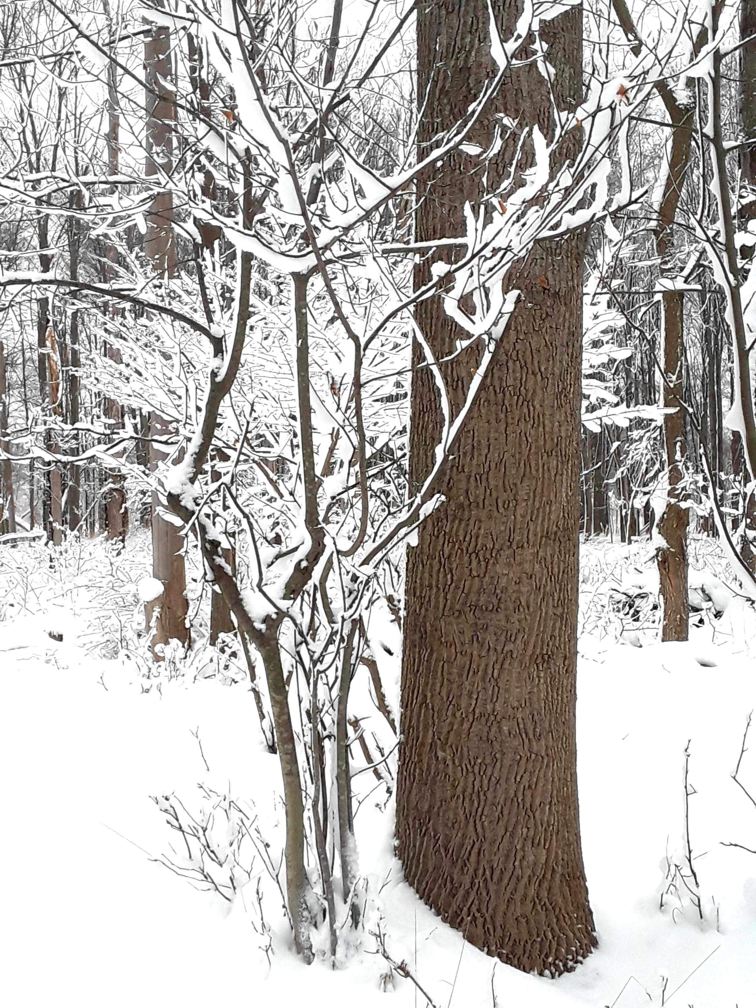Tree trunk of a tulip poplar shows fine, regular bark patterns.
