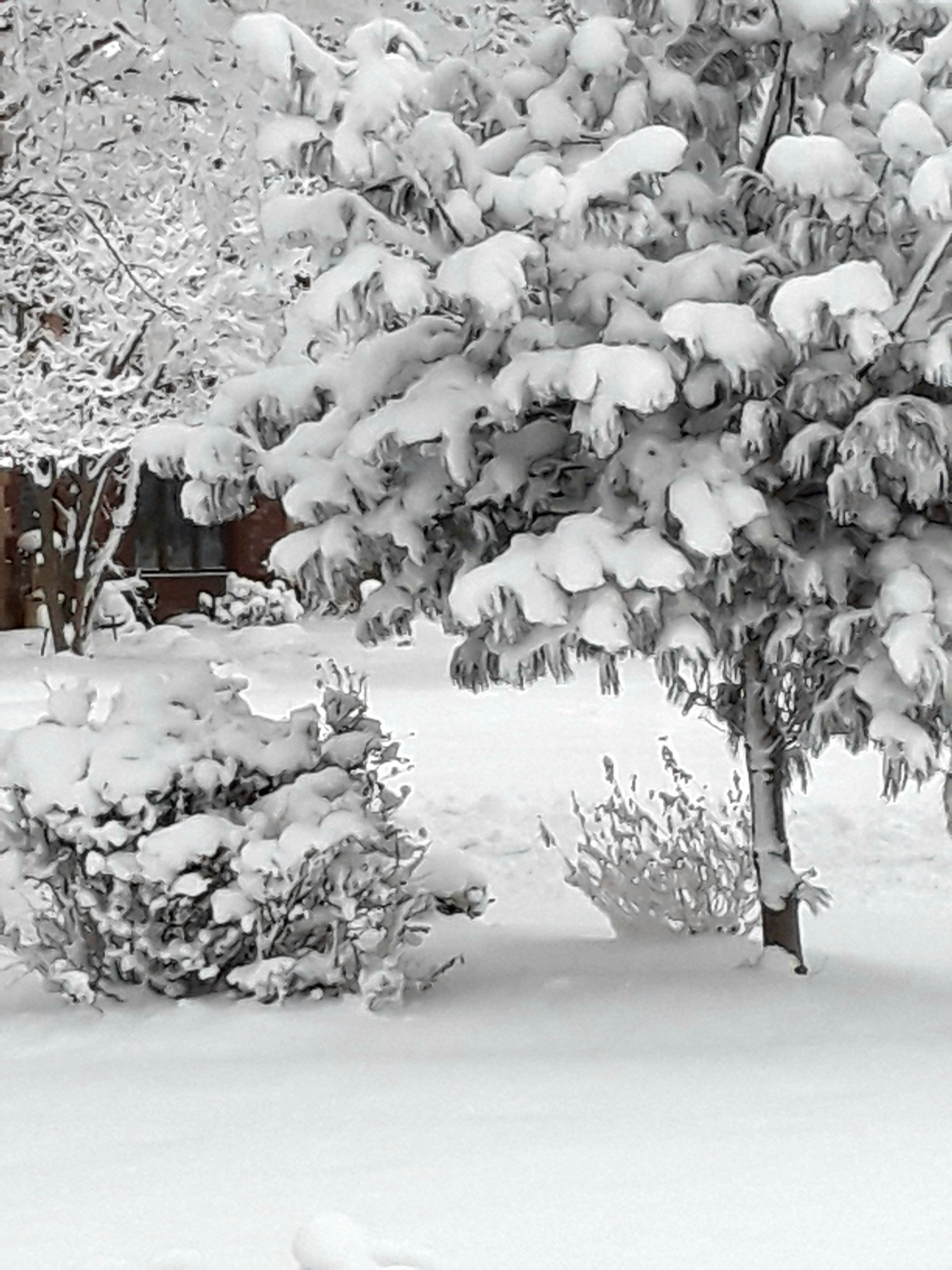 White pine covered in four inches of snow.