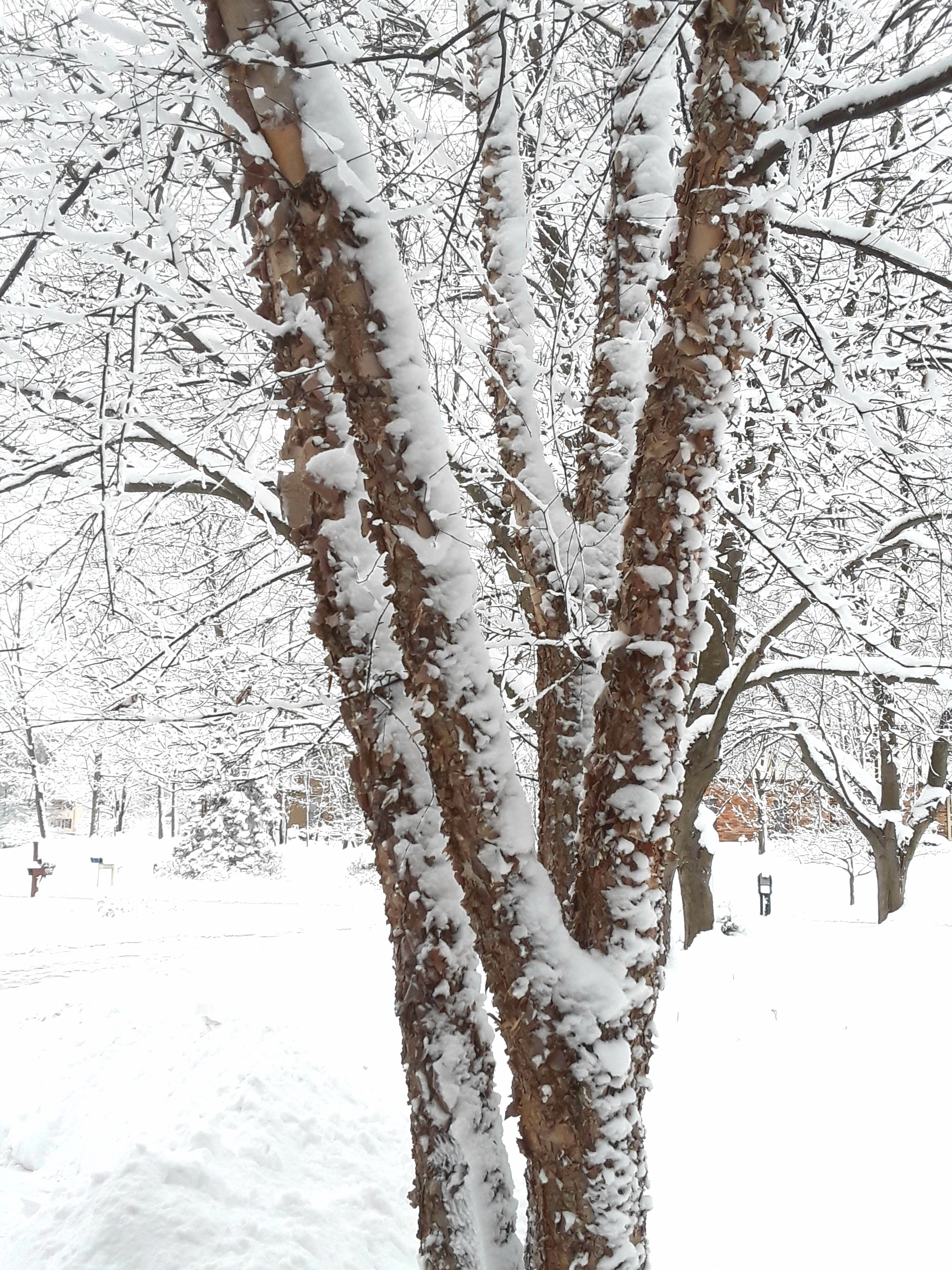 River birch covered with snow