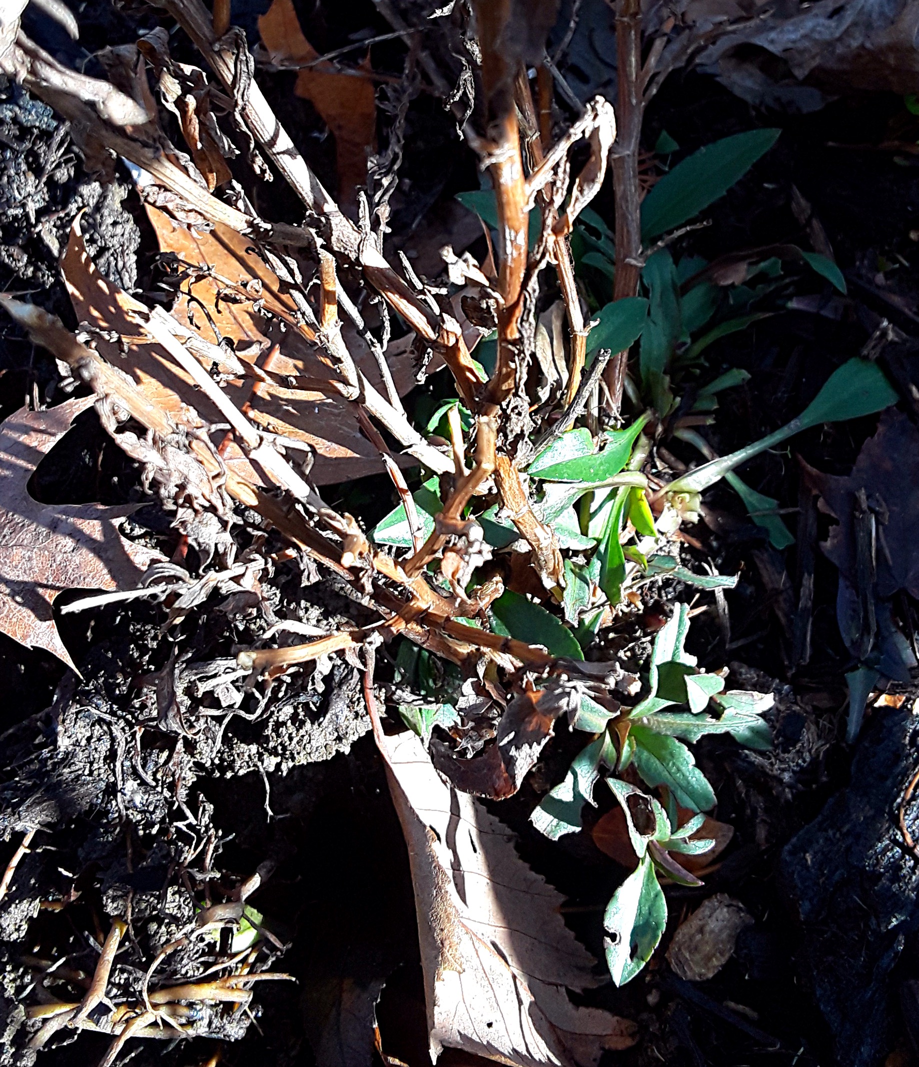 Leaves sprout from stems of Buddleia.