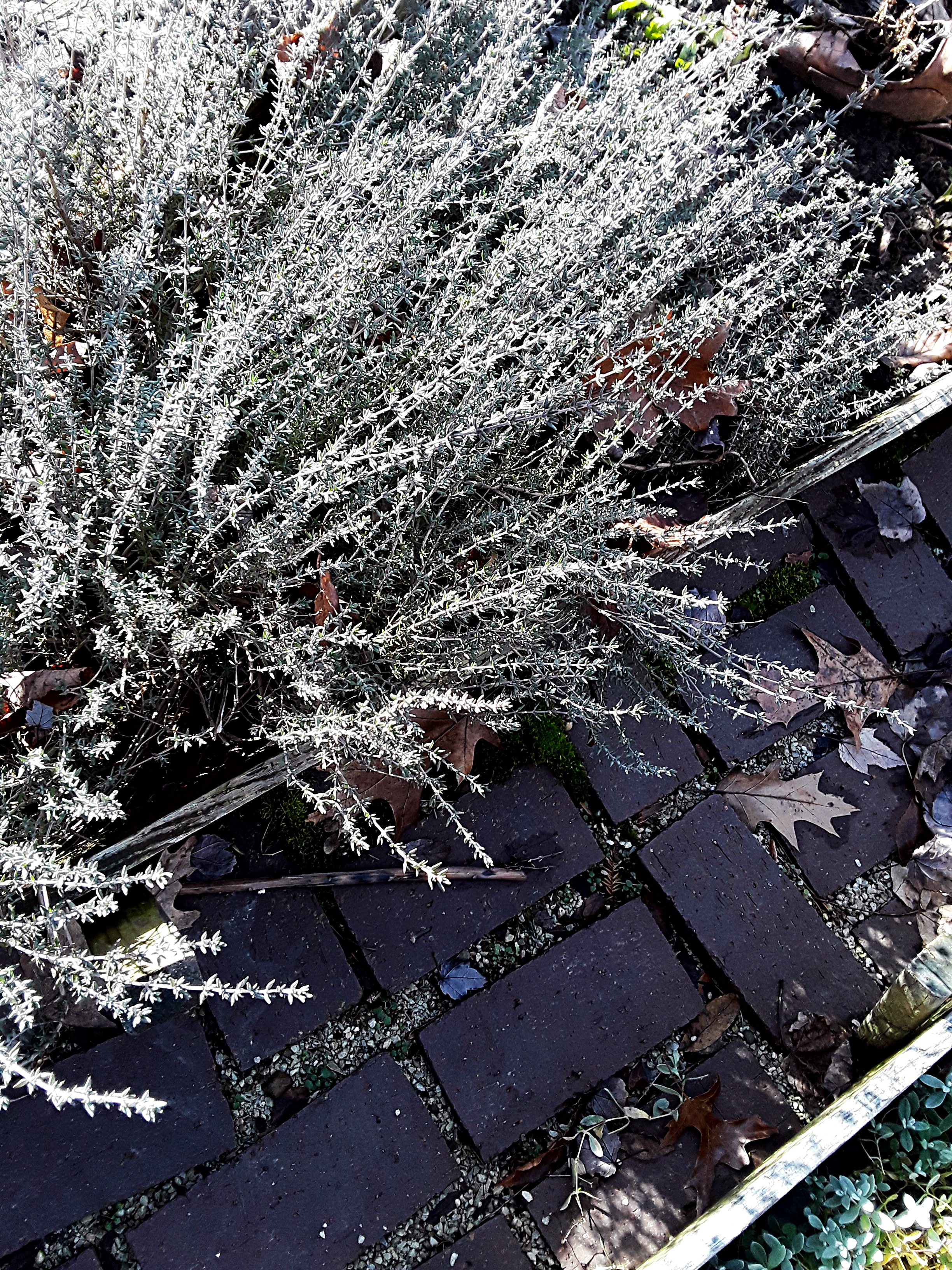 thyme