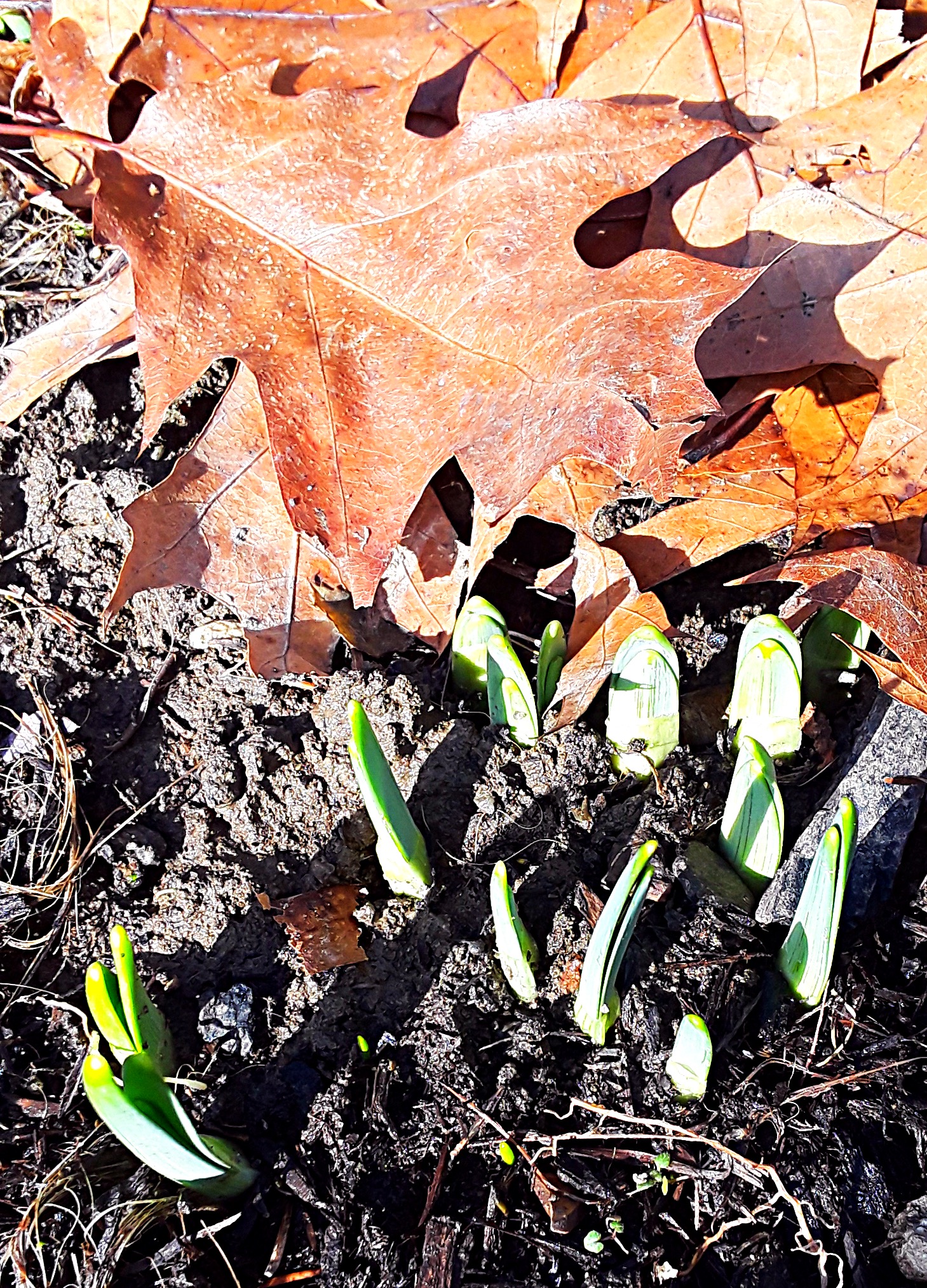 Tips of daffodil foliage emerging from the ground