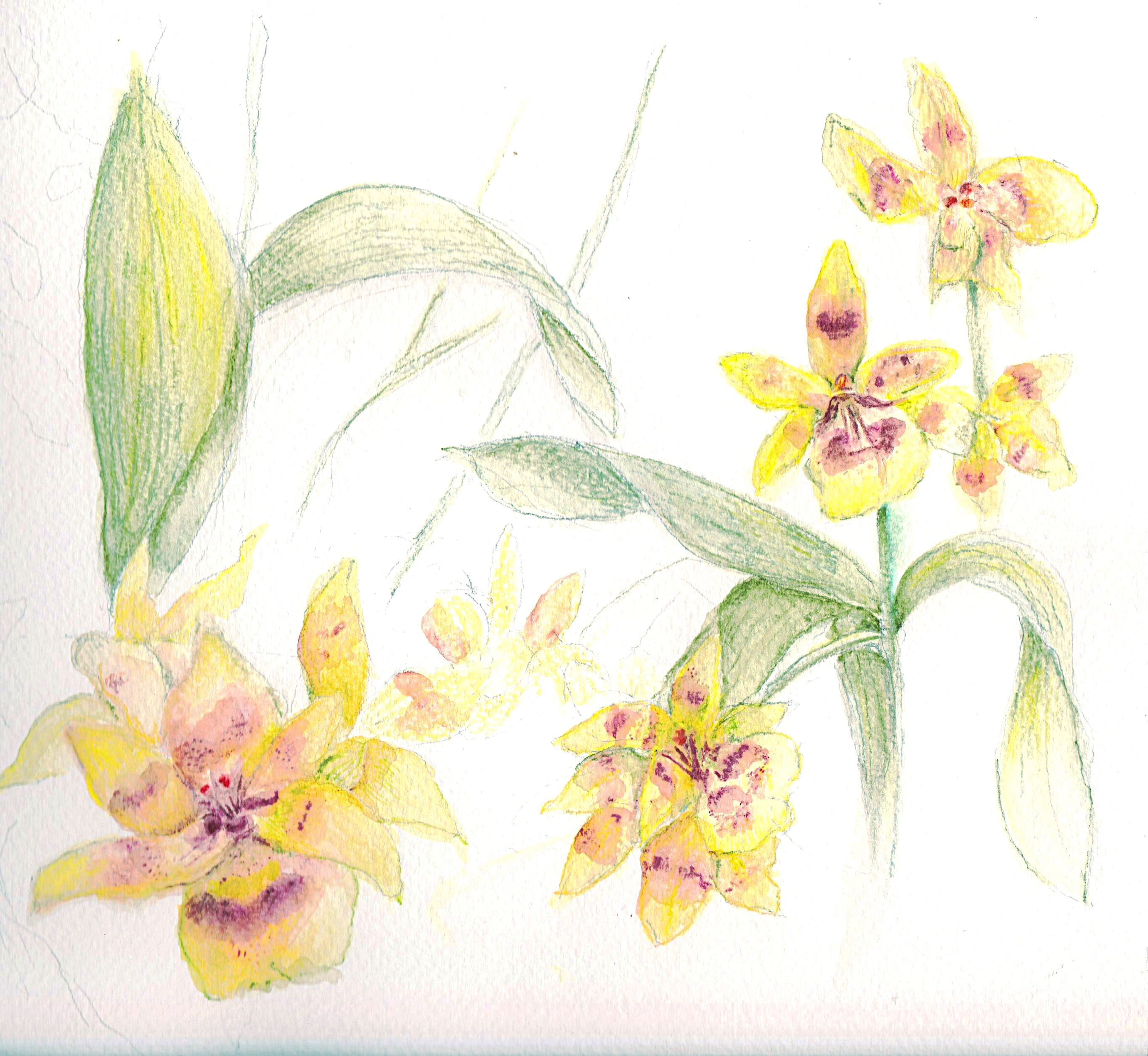 watercolor pencil sketch of orchids