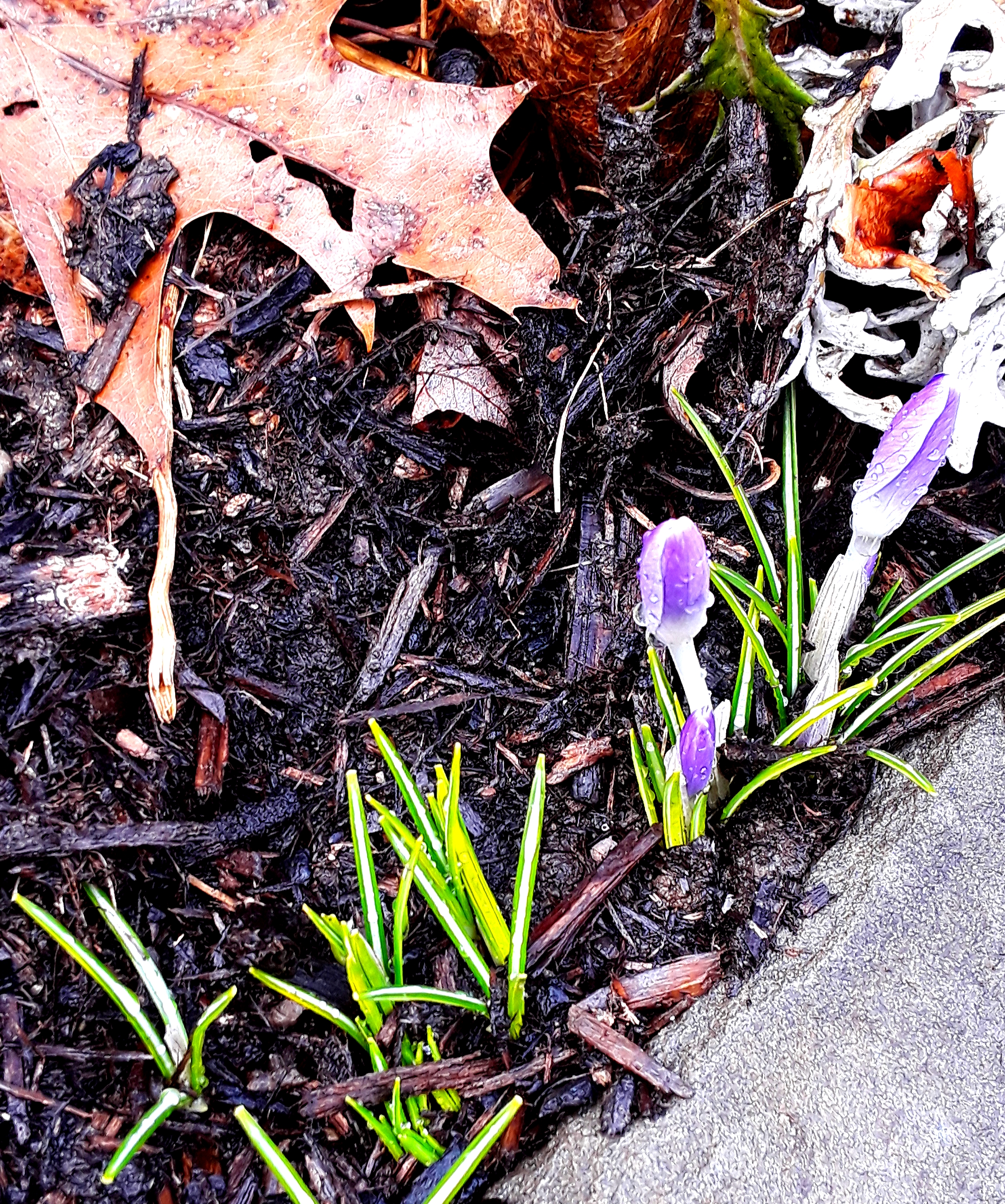 purple crocus buds are covered with water droplets and are just beginning to unfurl.
