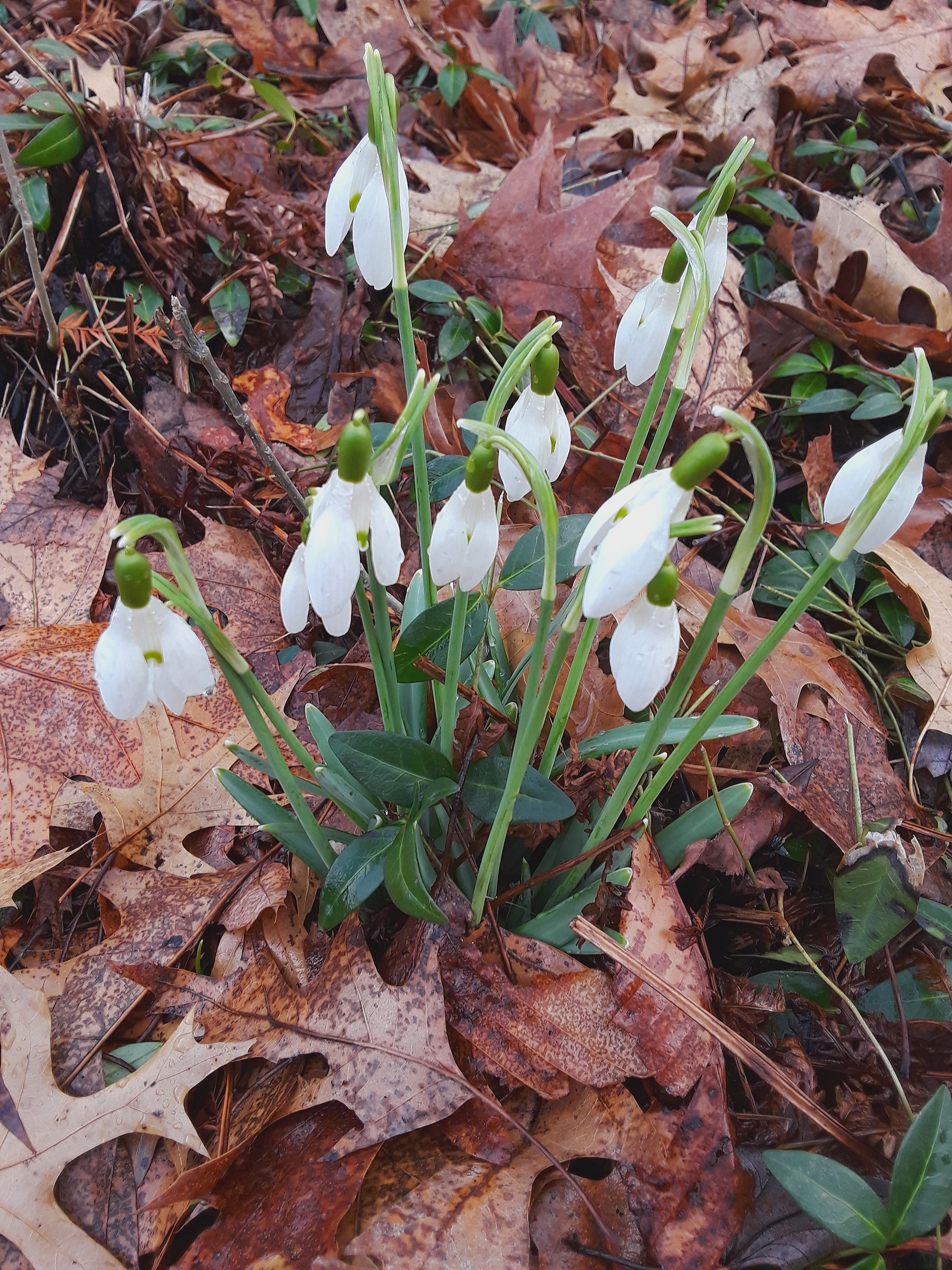 white snowdrop flowers push up through fallen oak leaves