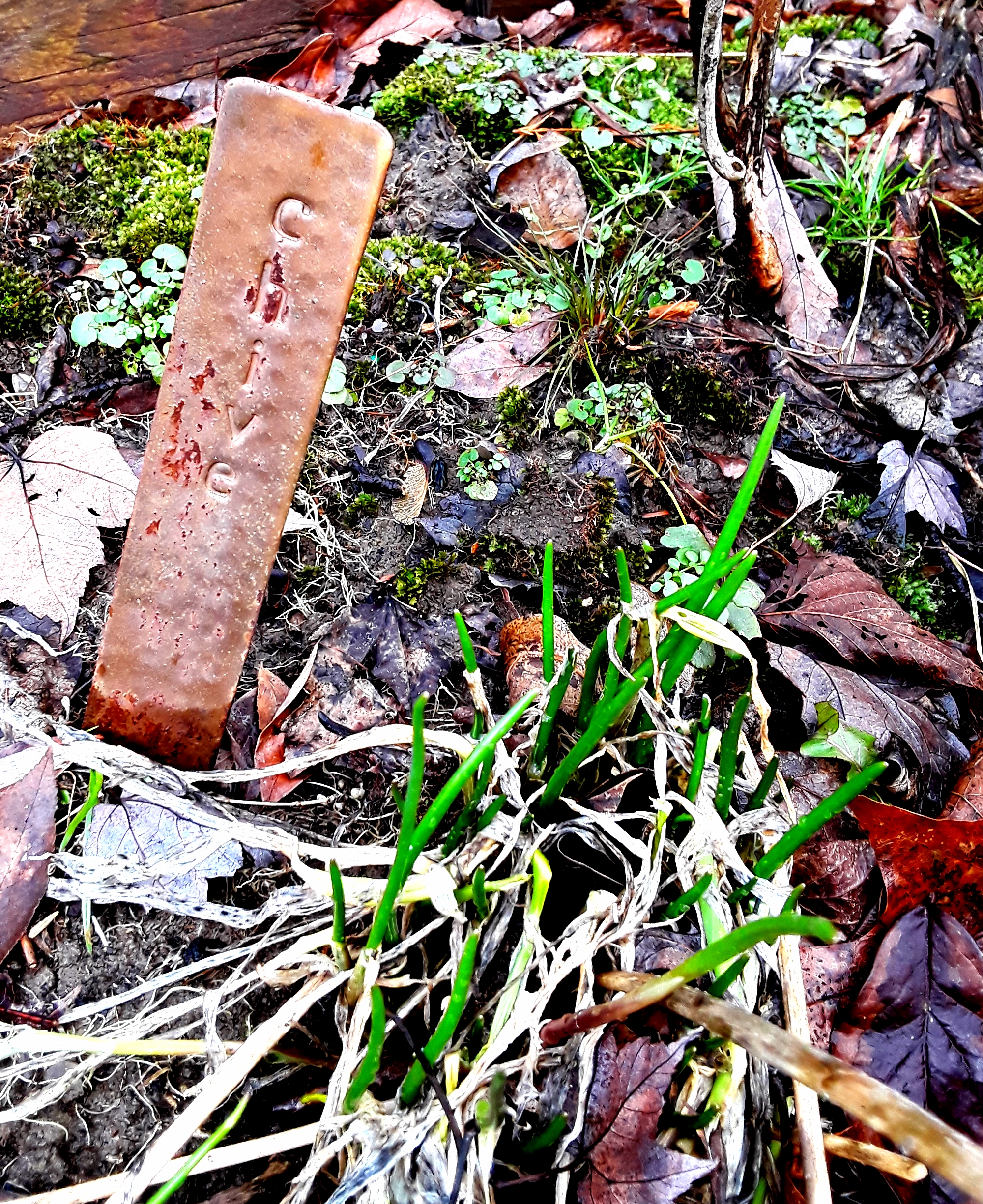chive shoots pushing up through dead foliage and fallen leaves