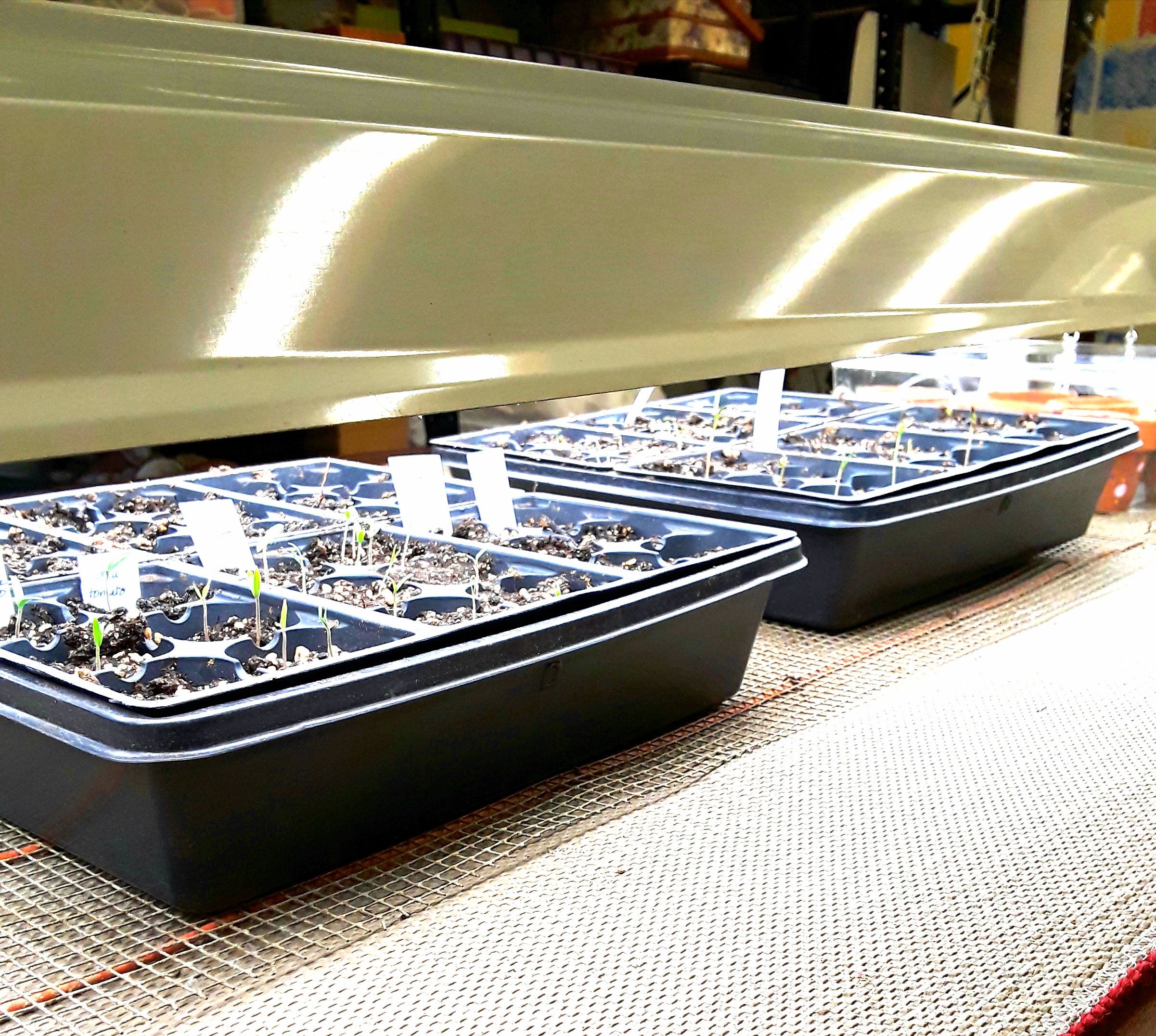 Lights are kept within a few inches of plant tops.