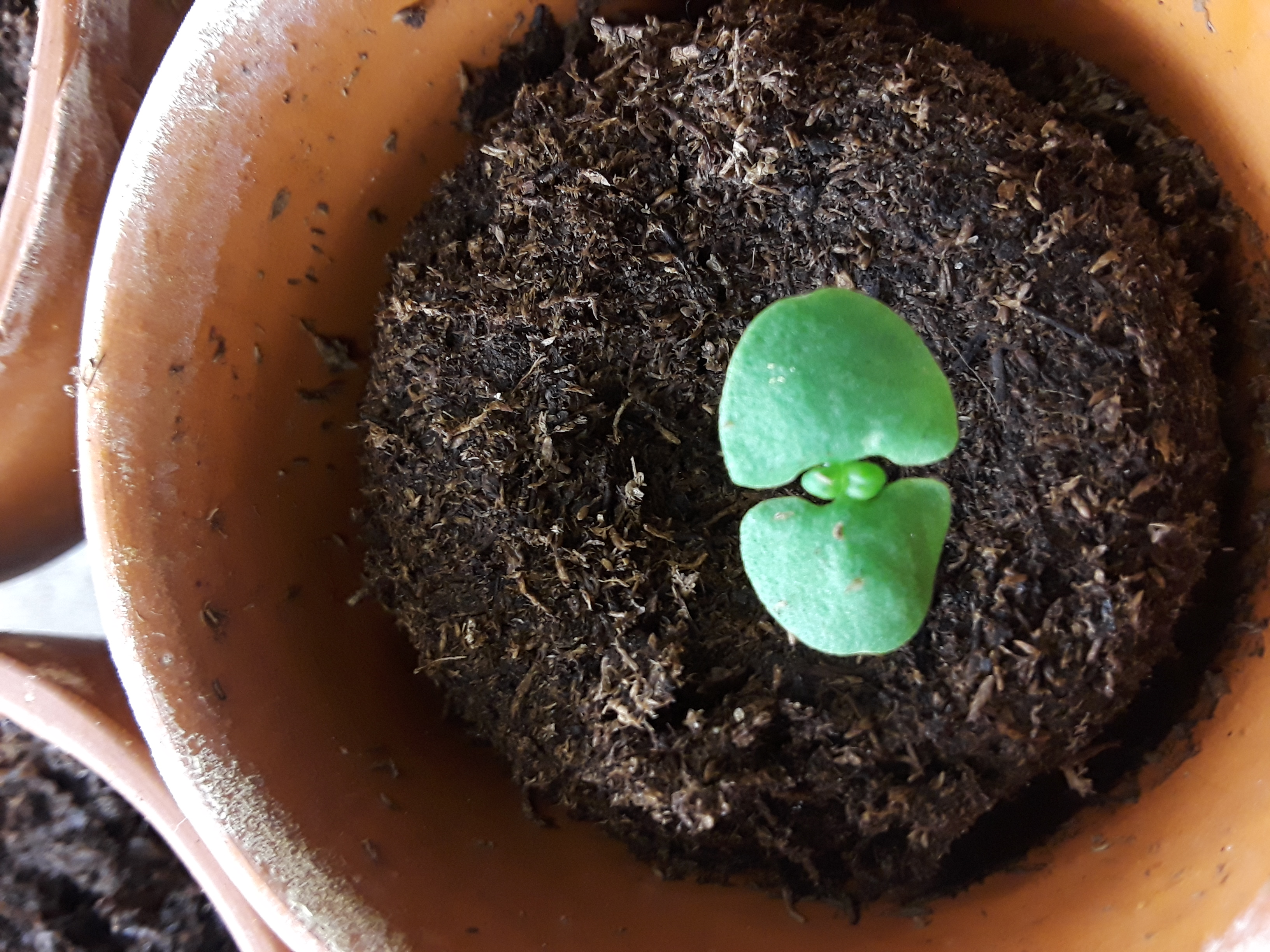 Basil seedling with cotyledons and first true leaves.