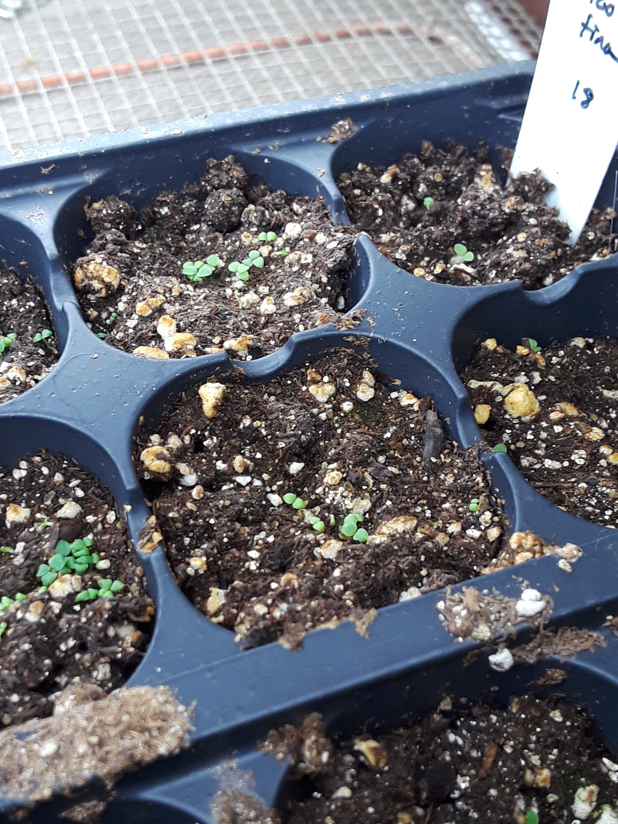Nicotiana sylvestris seedlings are tiny and the seeds are even smaller.
