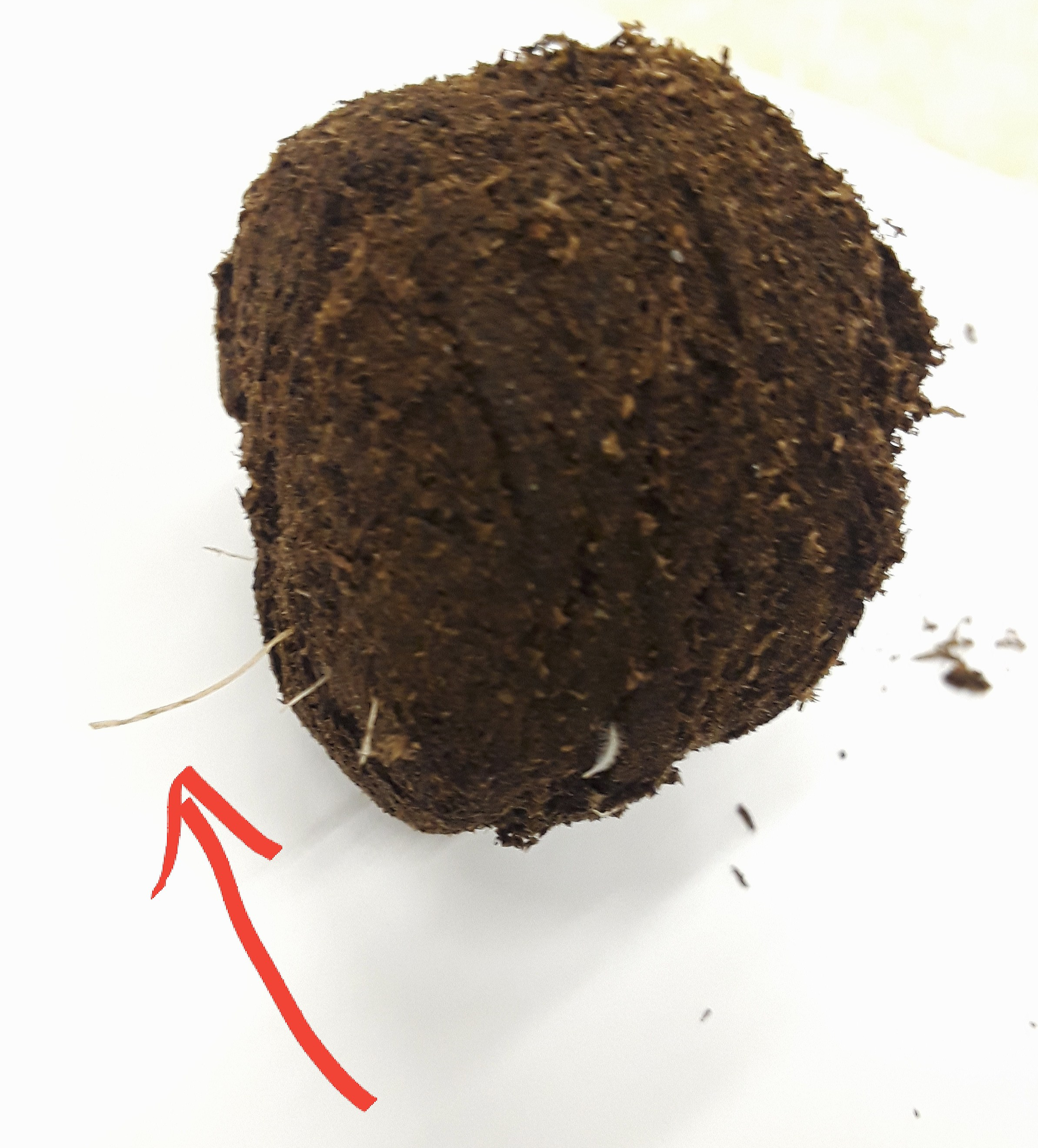 Several roots emerge from the bottom of the 2 inch peat pot.