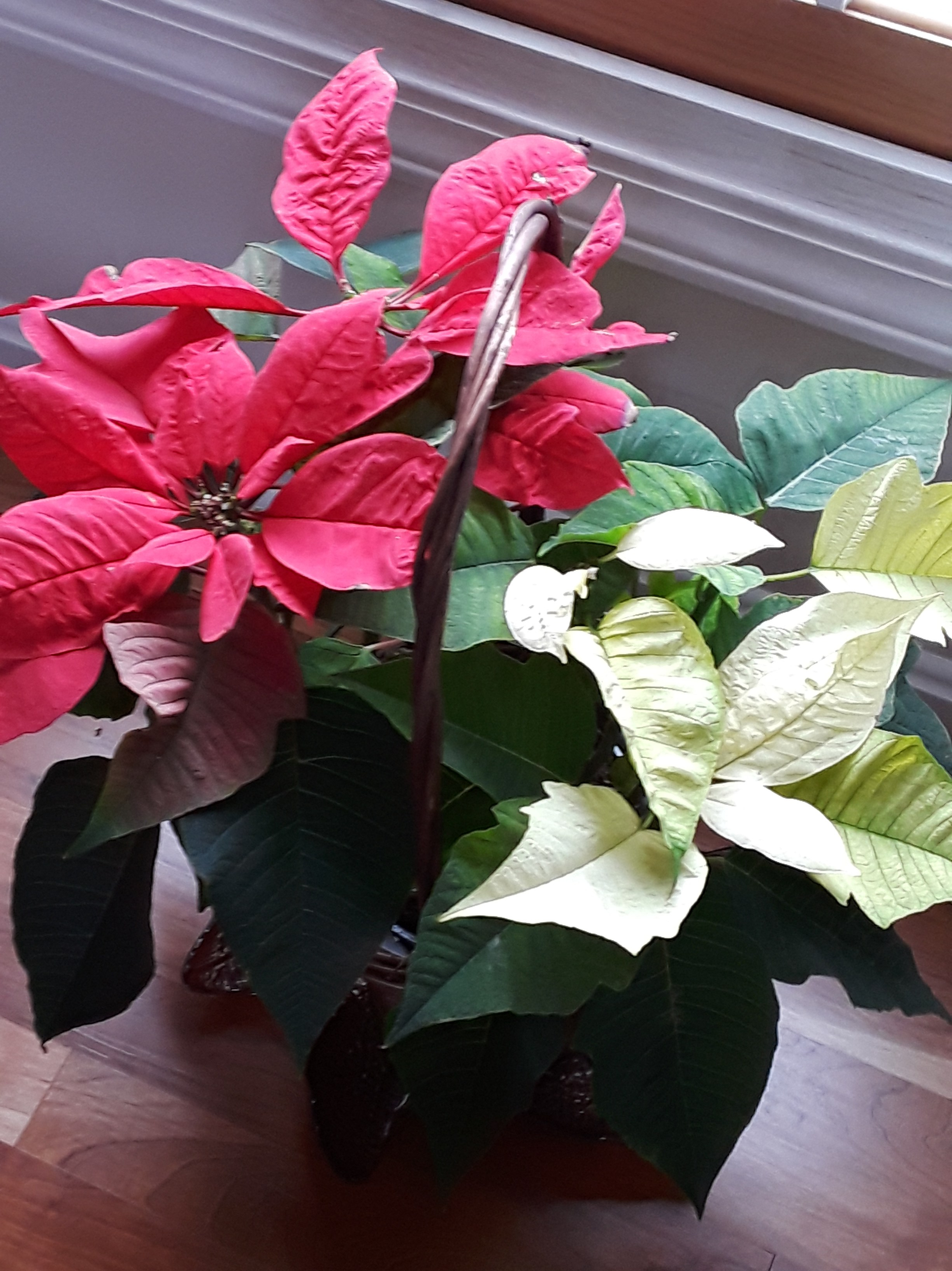 a red and white poinsettia in a basket happily absorbing the spring sunshine