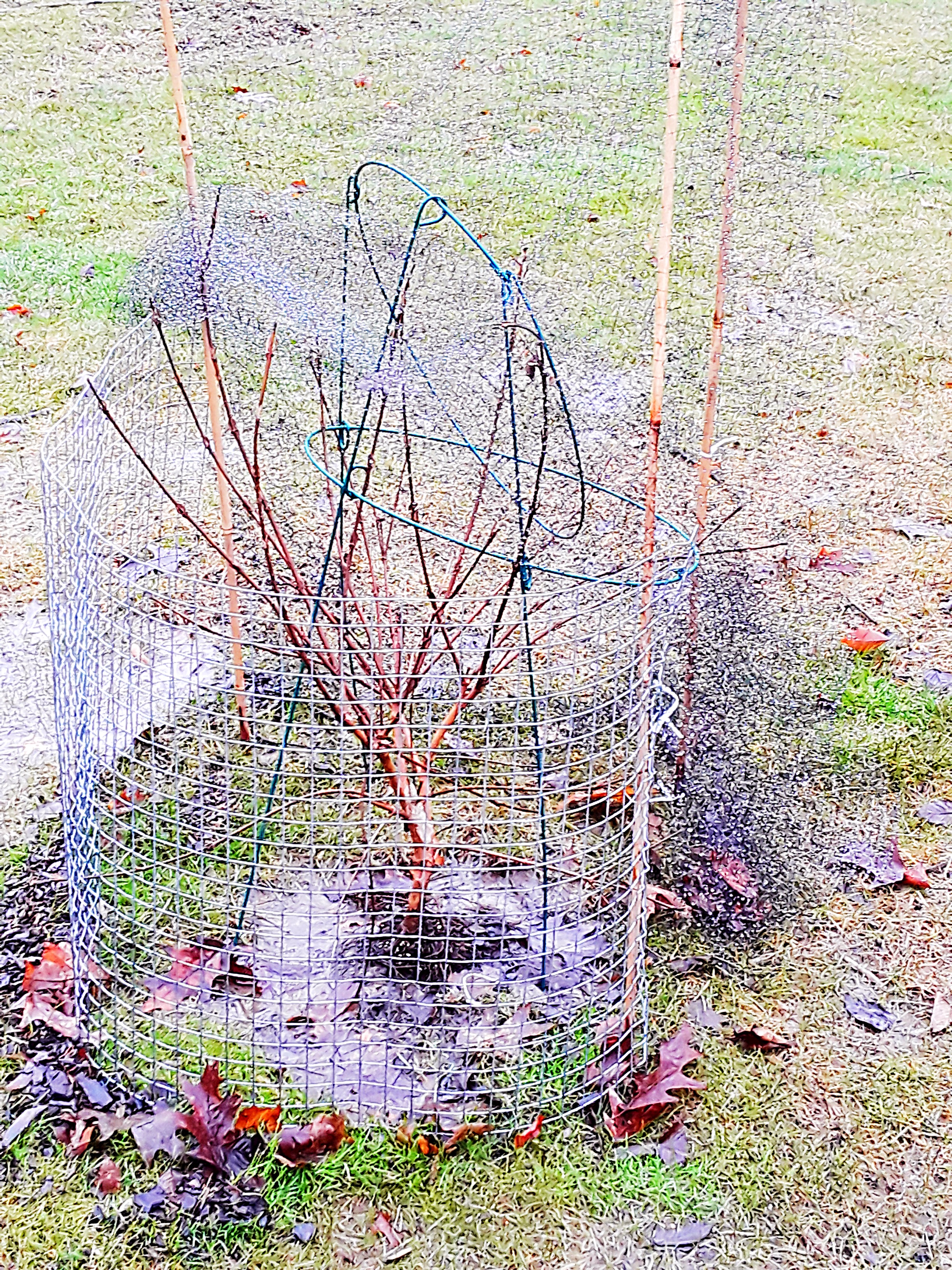 small shrub protected by upcycled peony hoops and hardware cloth