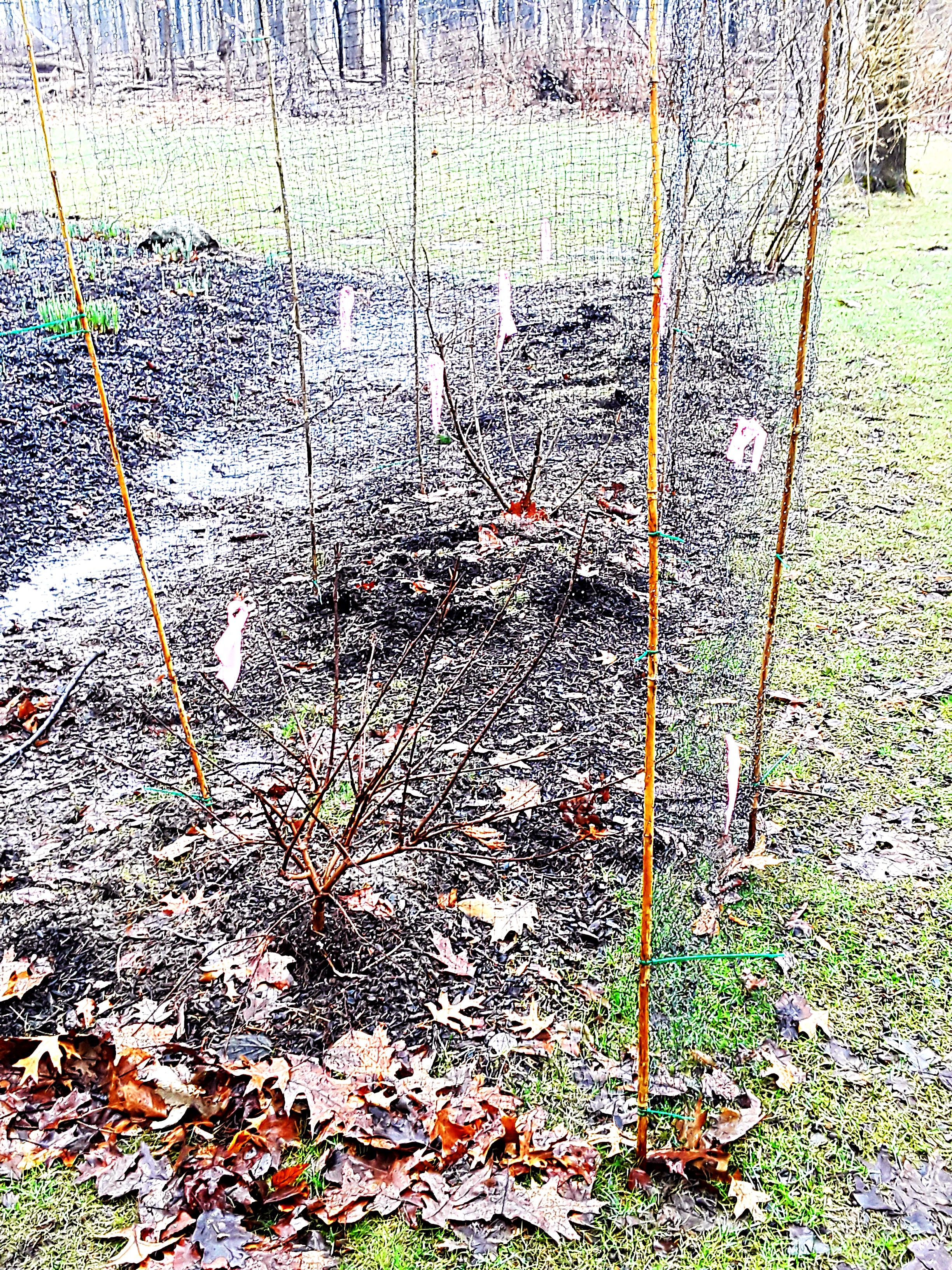 Bamboo stakes wrapped neatly with deer netting protects ypung shrubs