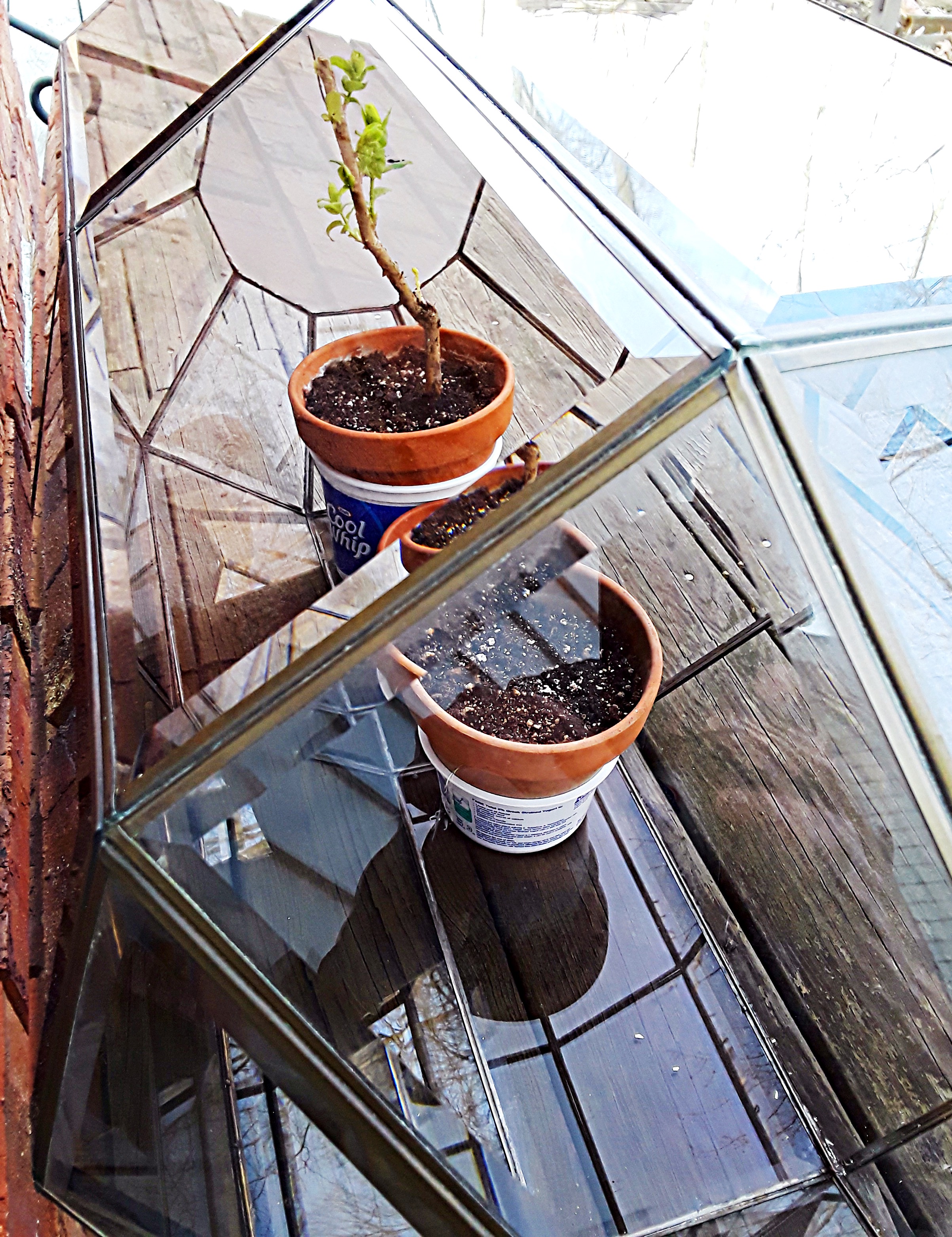A glass lantern chandelier shade houses newly planted vines