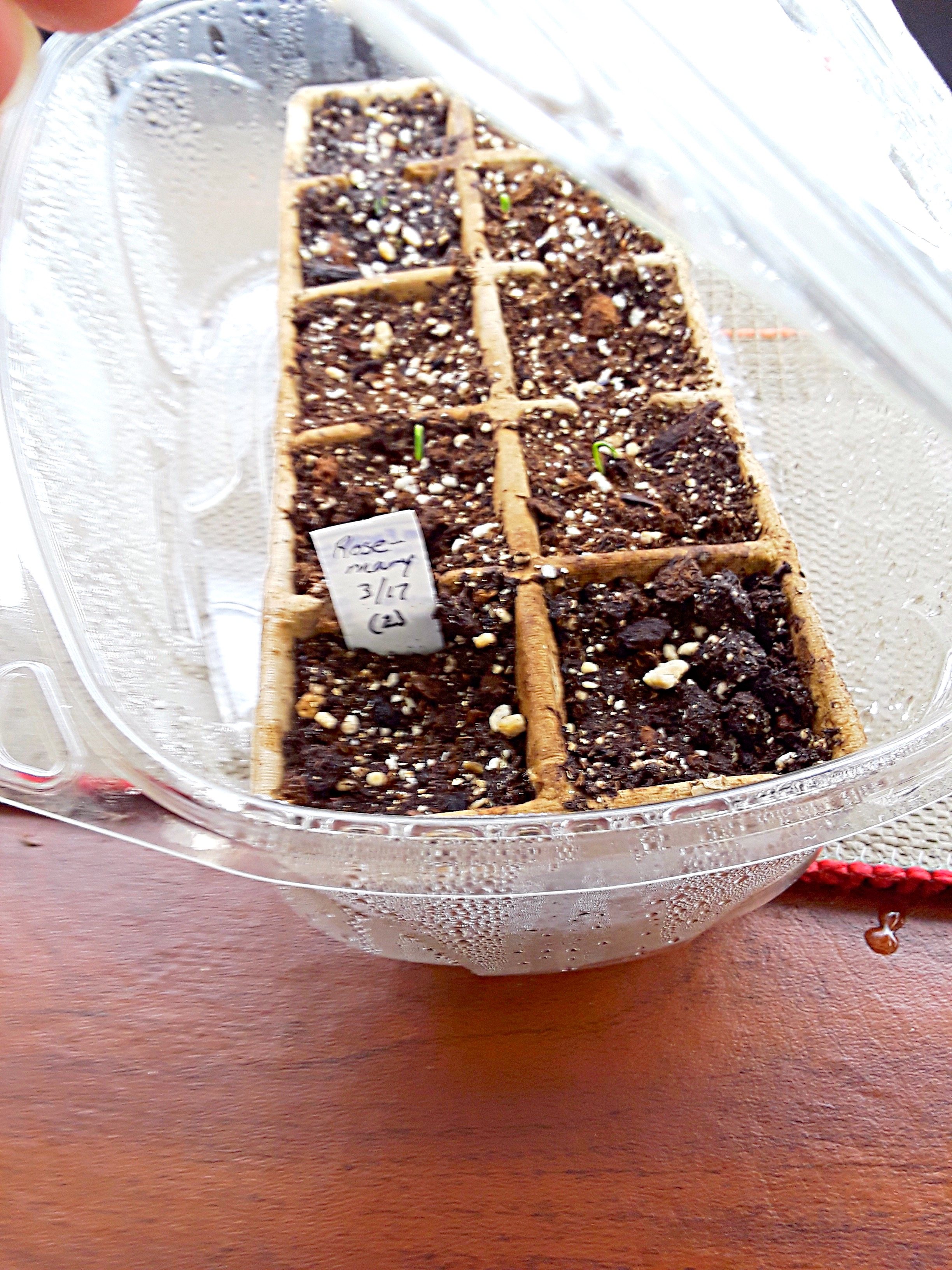 A plastic salad container holds a tray of newly germinating marigold seed.