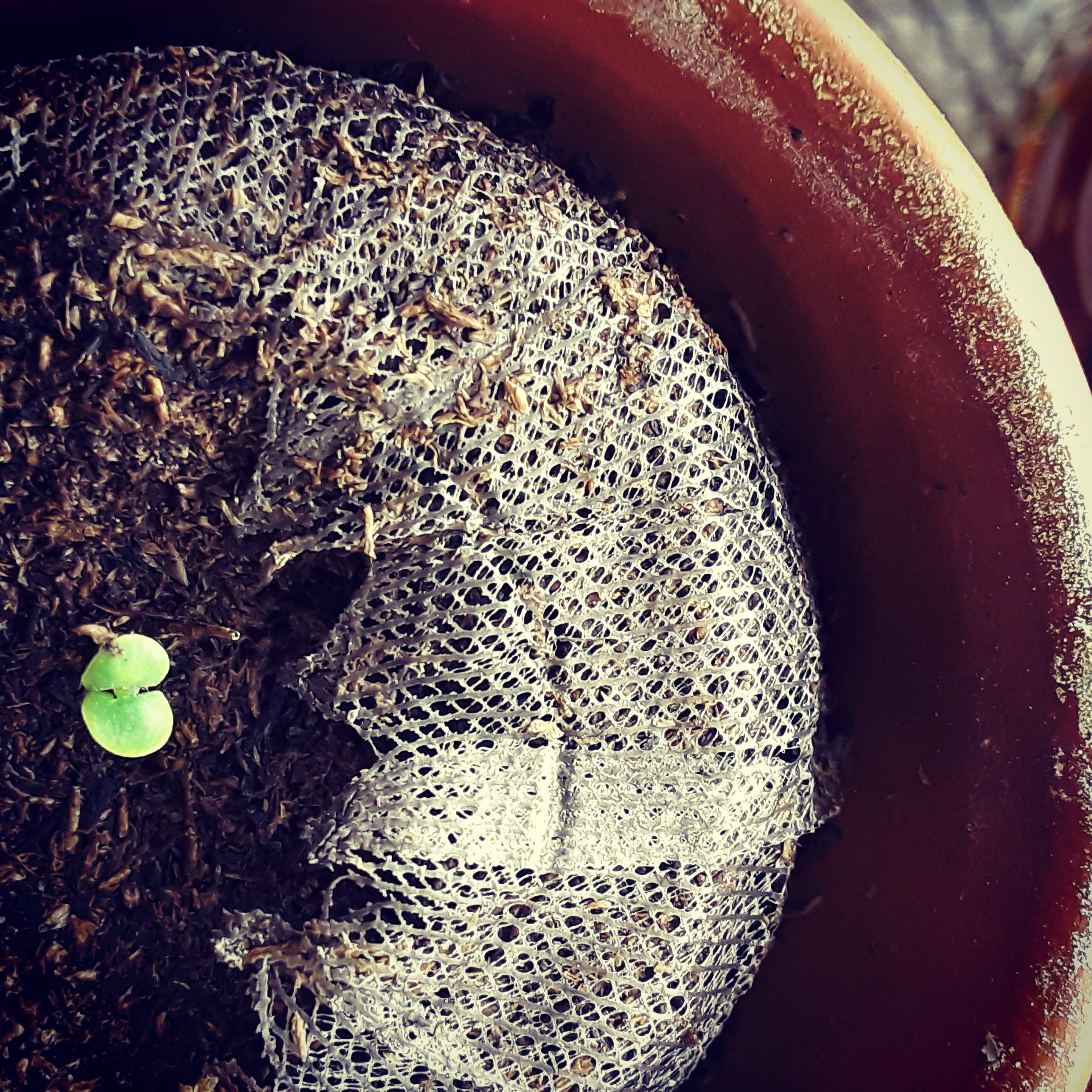 Basil seedling emerges from a well-soaked peat pot.