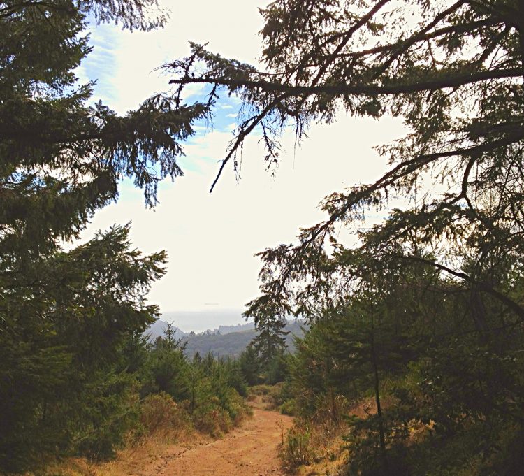 A misty view of the Pacific from the Main Trail to the Hillside Trail