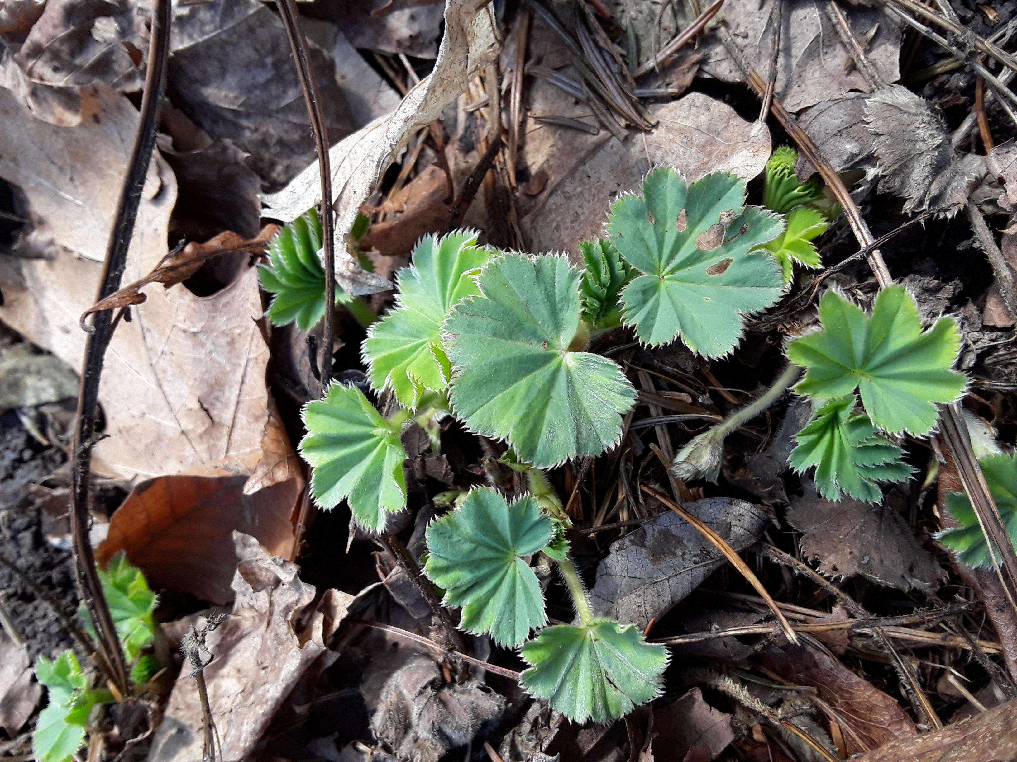 Alchemilla mollis leaves begin to emerge in April