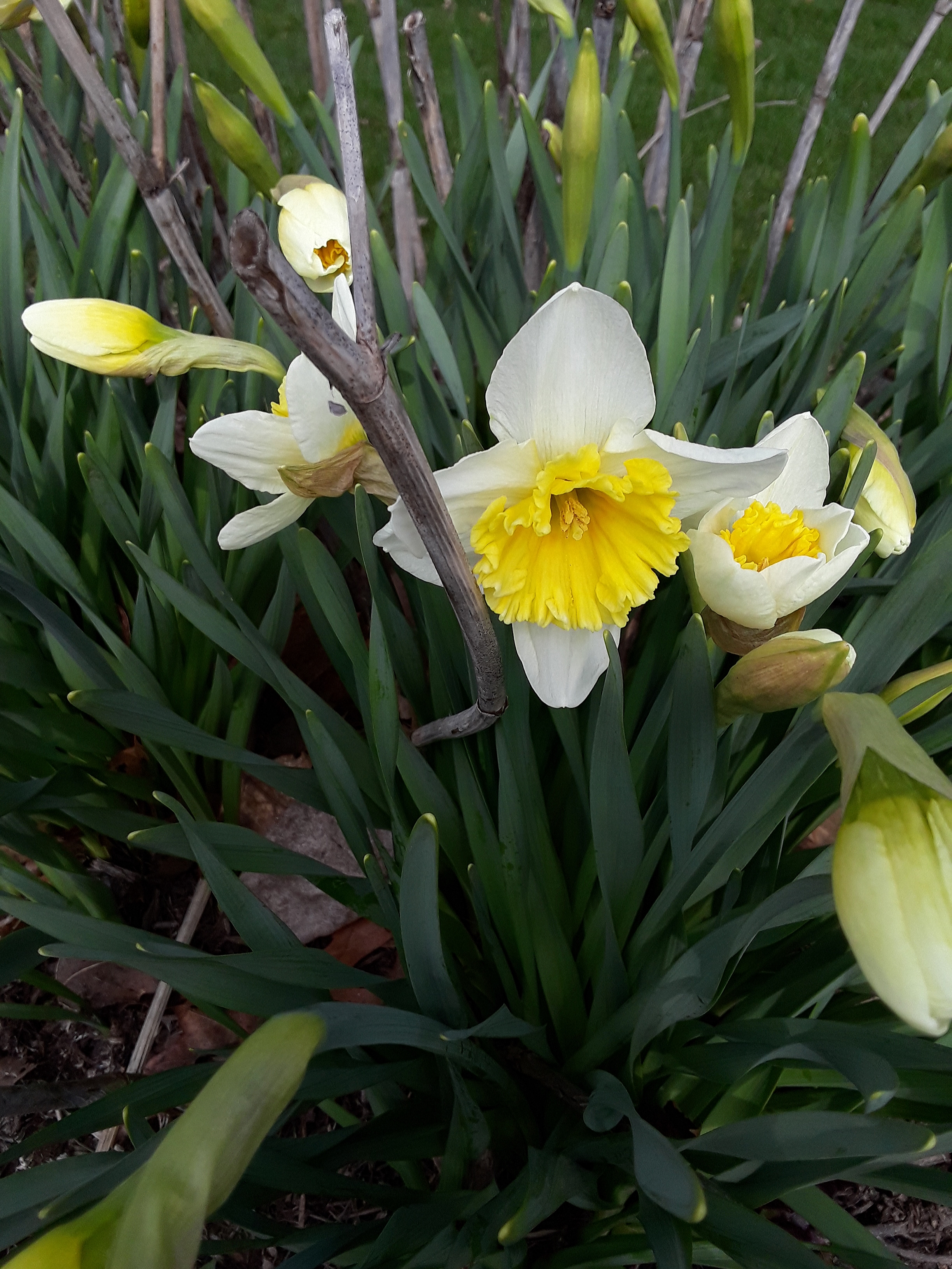a daffodil with a ruffled yellow corona and white perianth