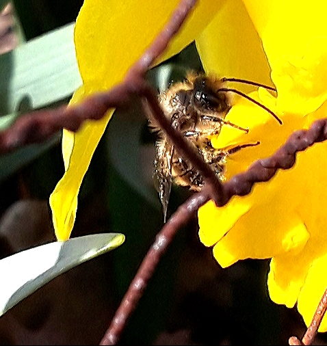 A honey bee climbs into the corona of a yellow daffodil