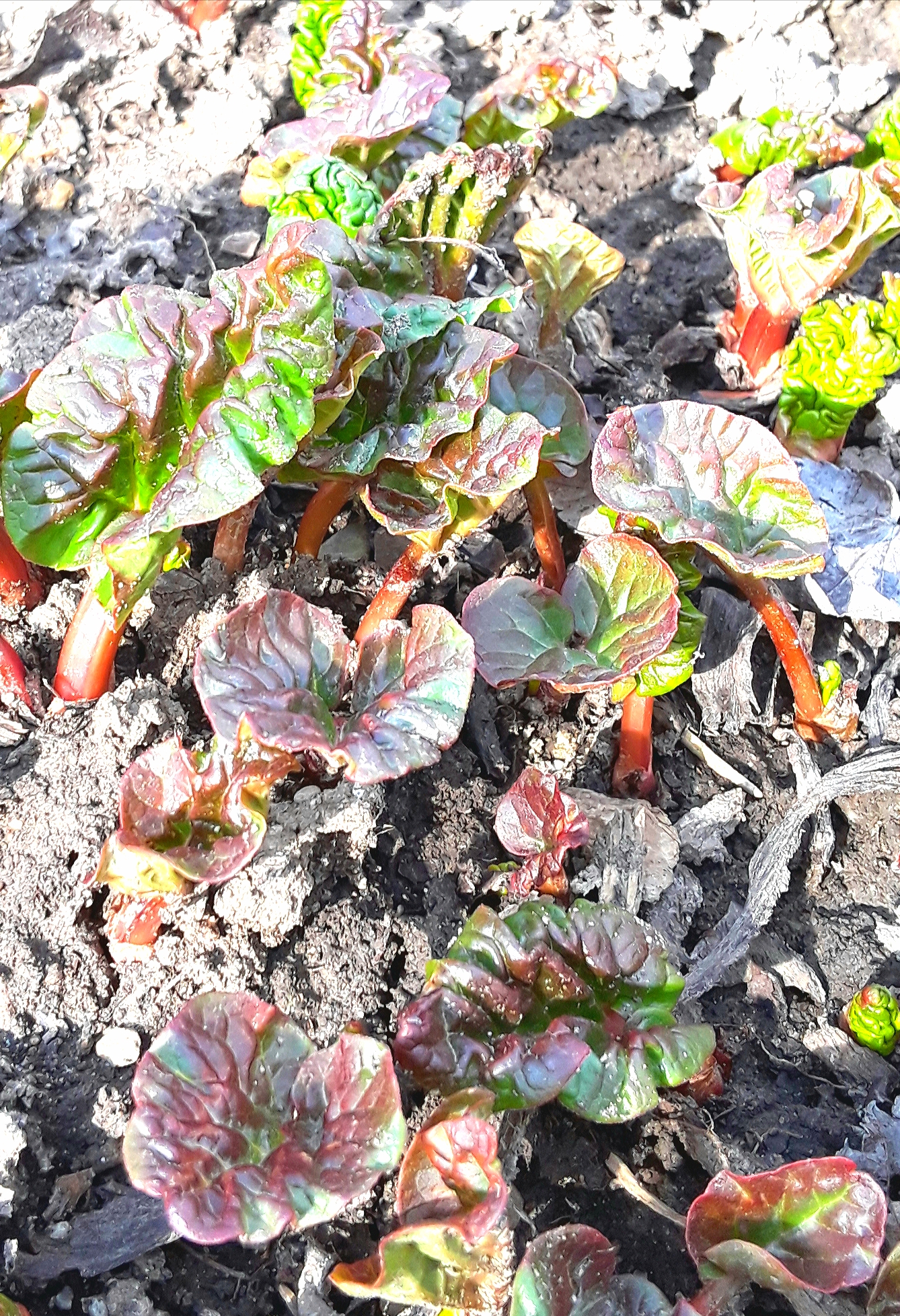 leaves of rhubarb begin pushing through the garden soil, their re stalks visible