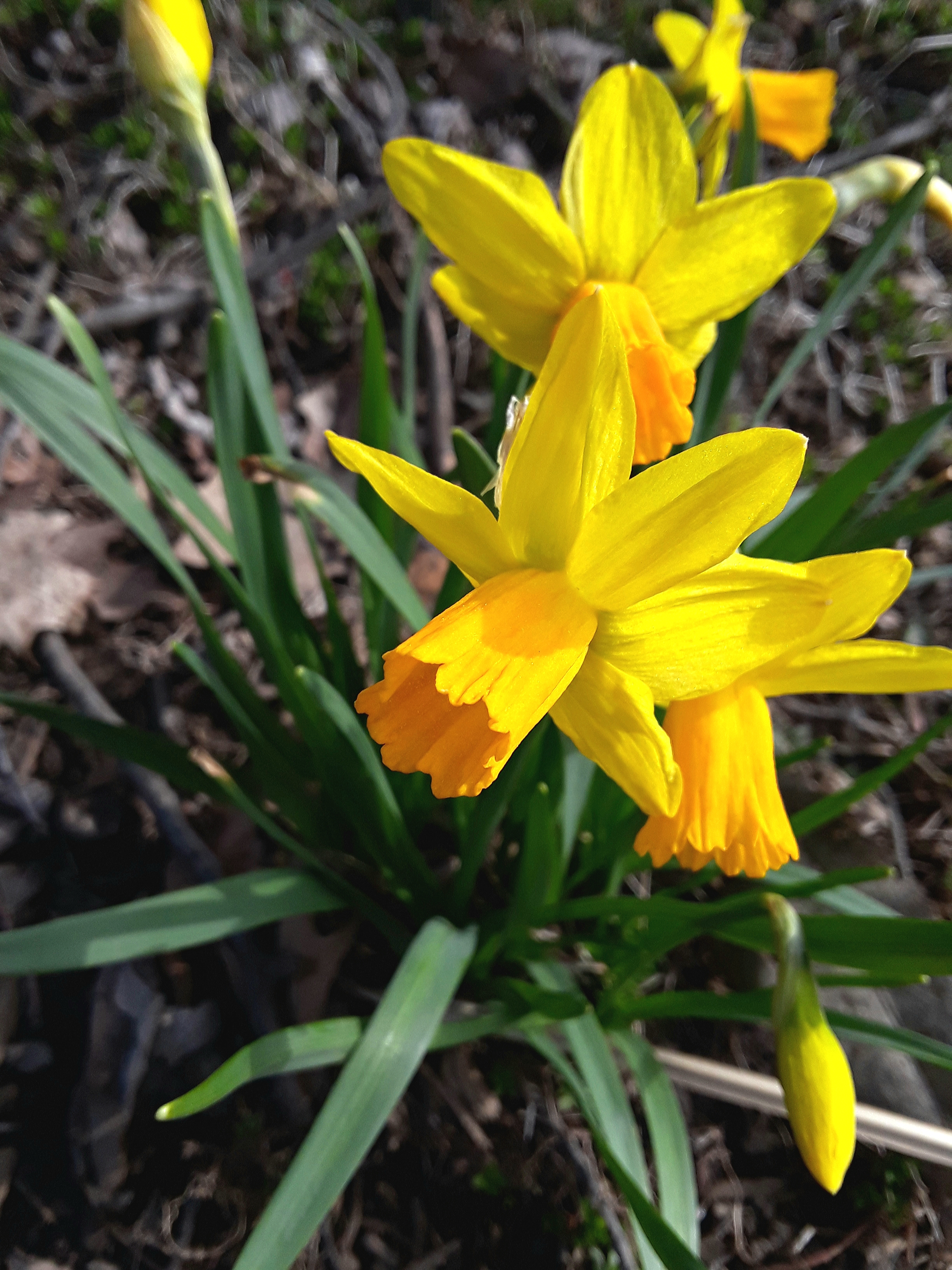 the miniature narcissus Tete a tete is one of the first to flower