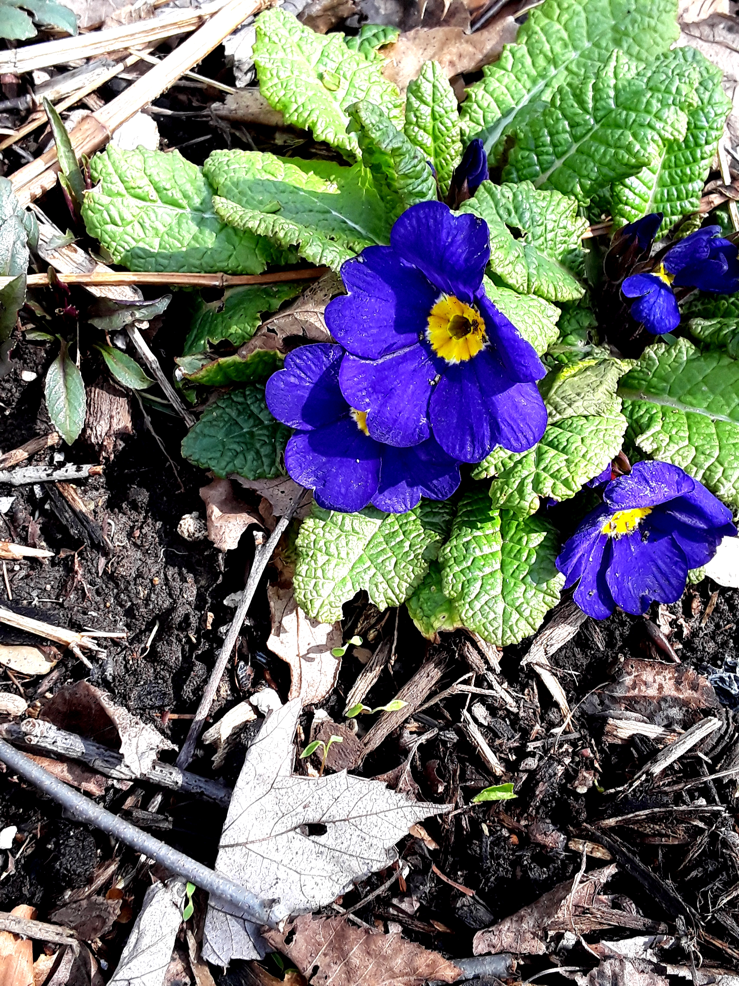 A purple primrose blooms in a shade border.
