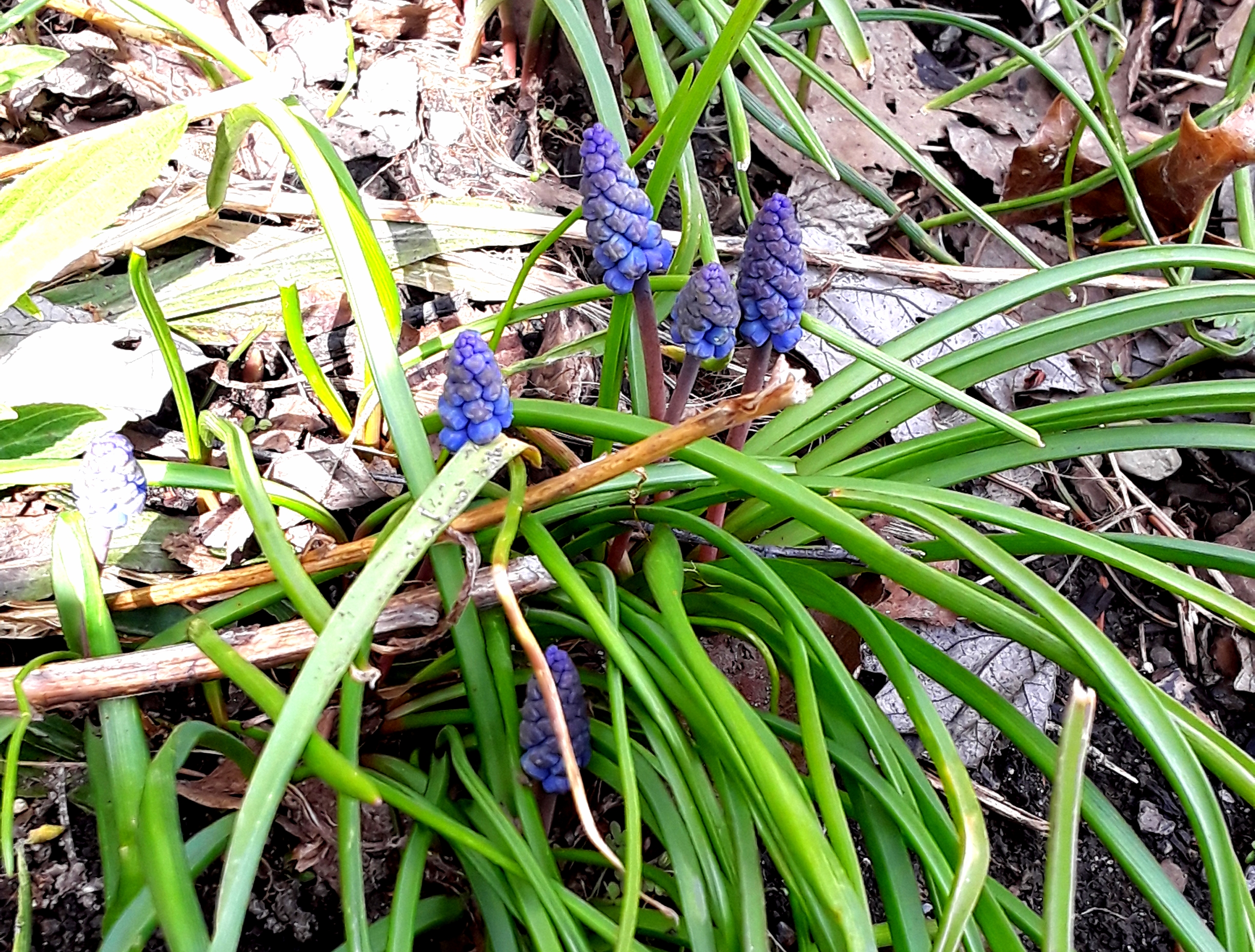Grape hyacinth (Muscari) blooms above abundant grass-like foliage that remains all season