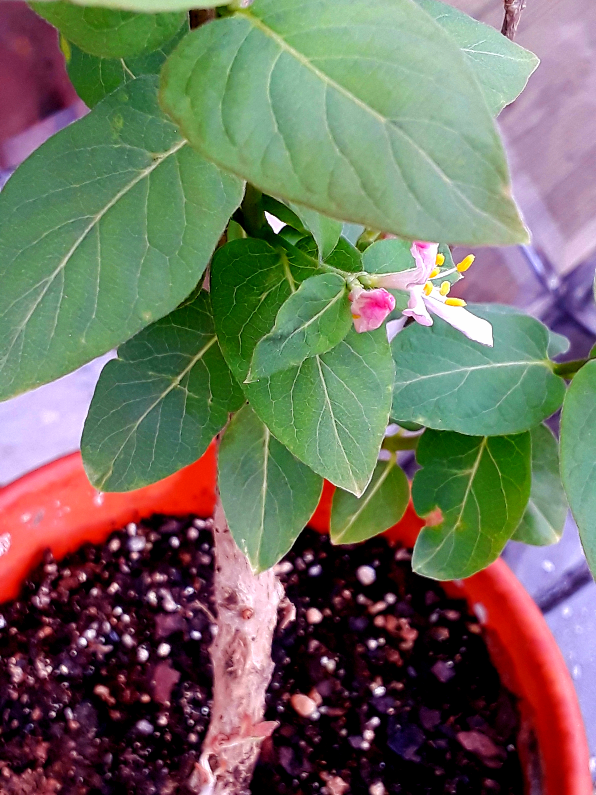 Honeysuckle