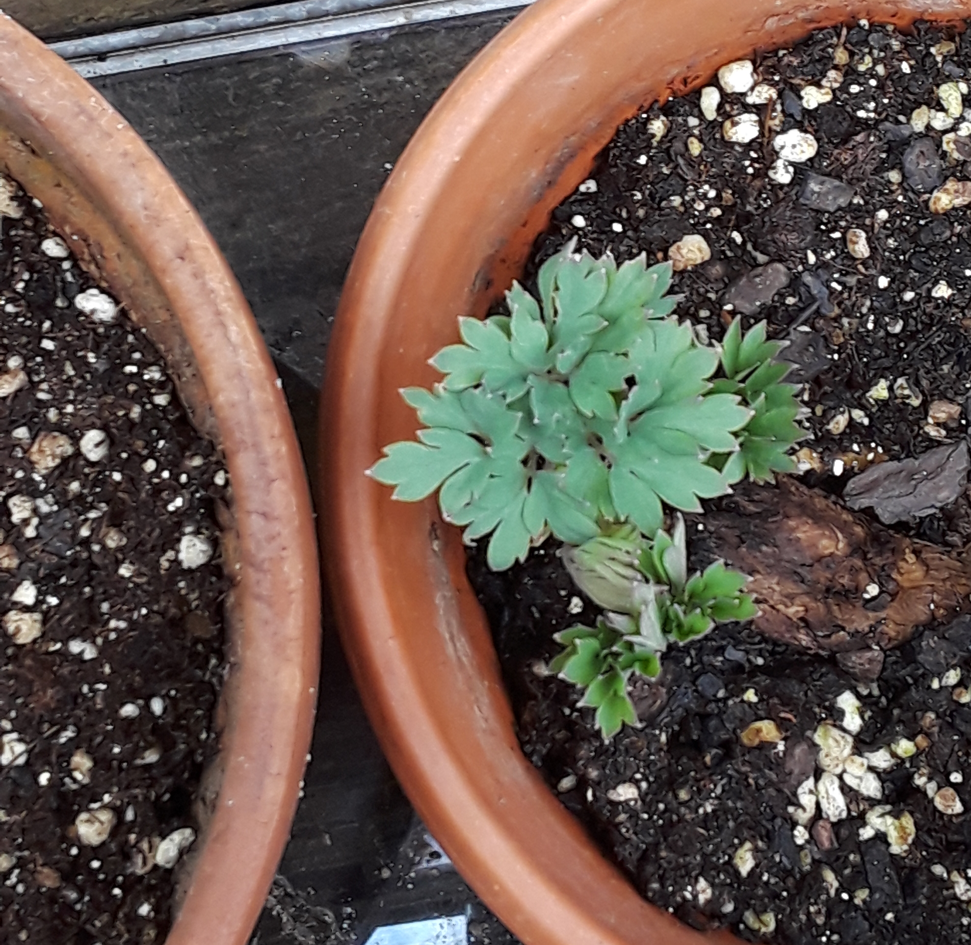 A rhizome of Bleeding heart sends out new growth