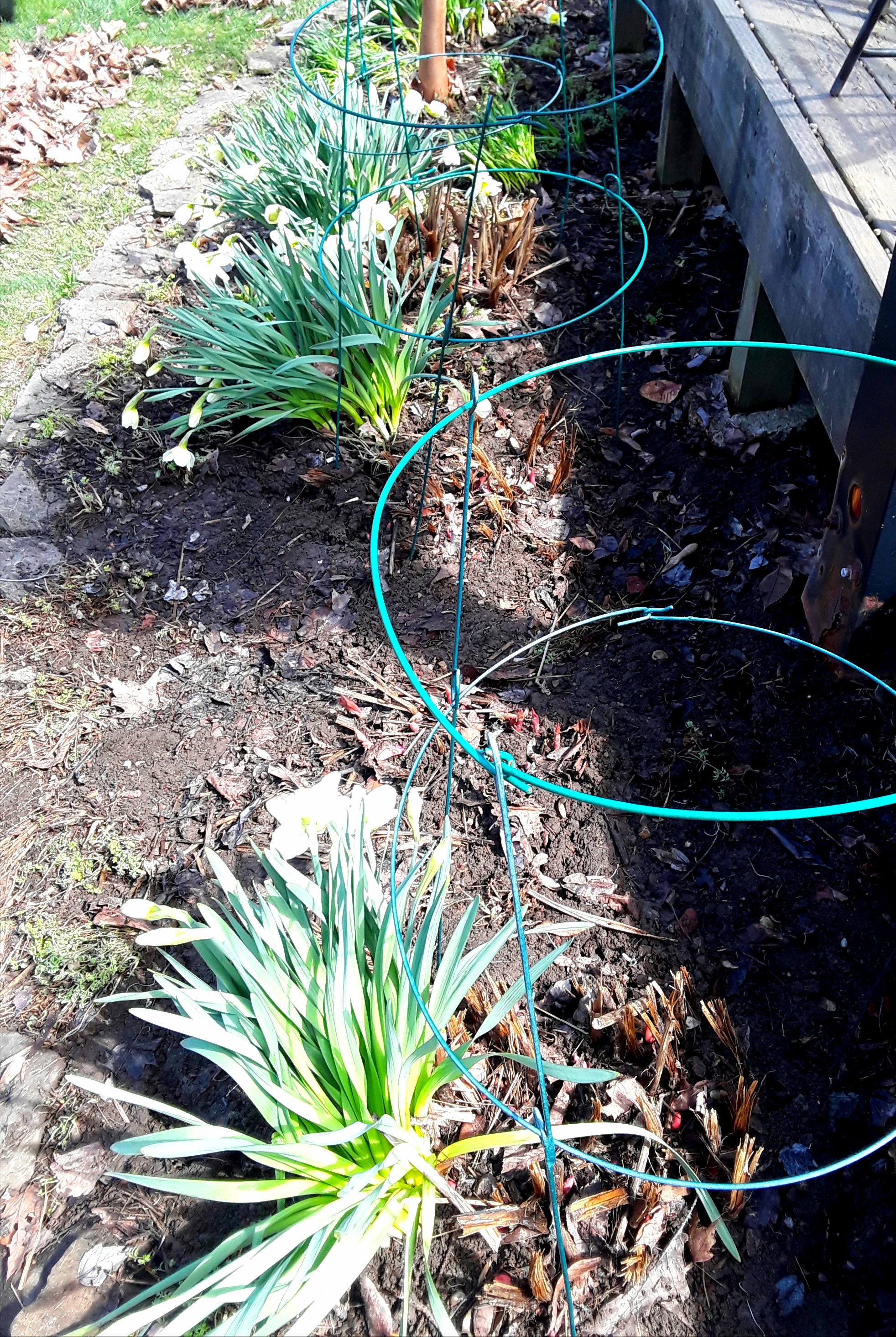 flower beds are raked out in April. Peony growth is just beginning to sprout through the soil.