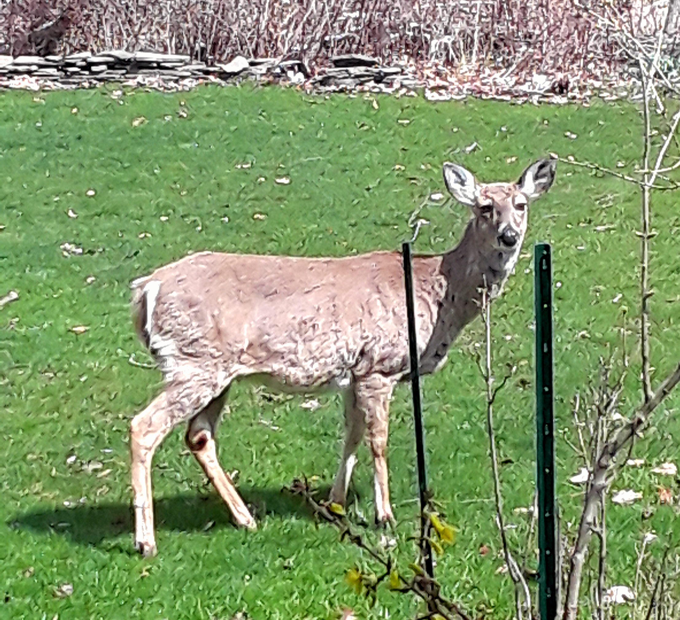 White-tailed doe looks up from grazing in the back yard.