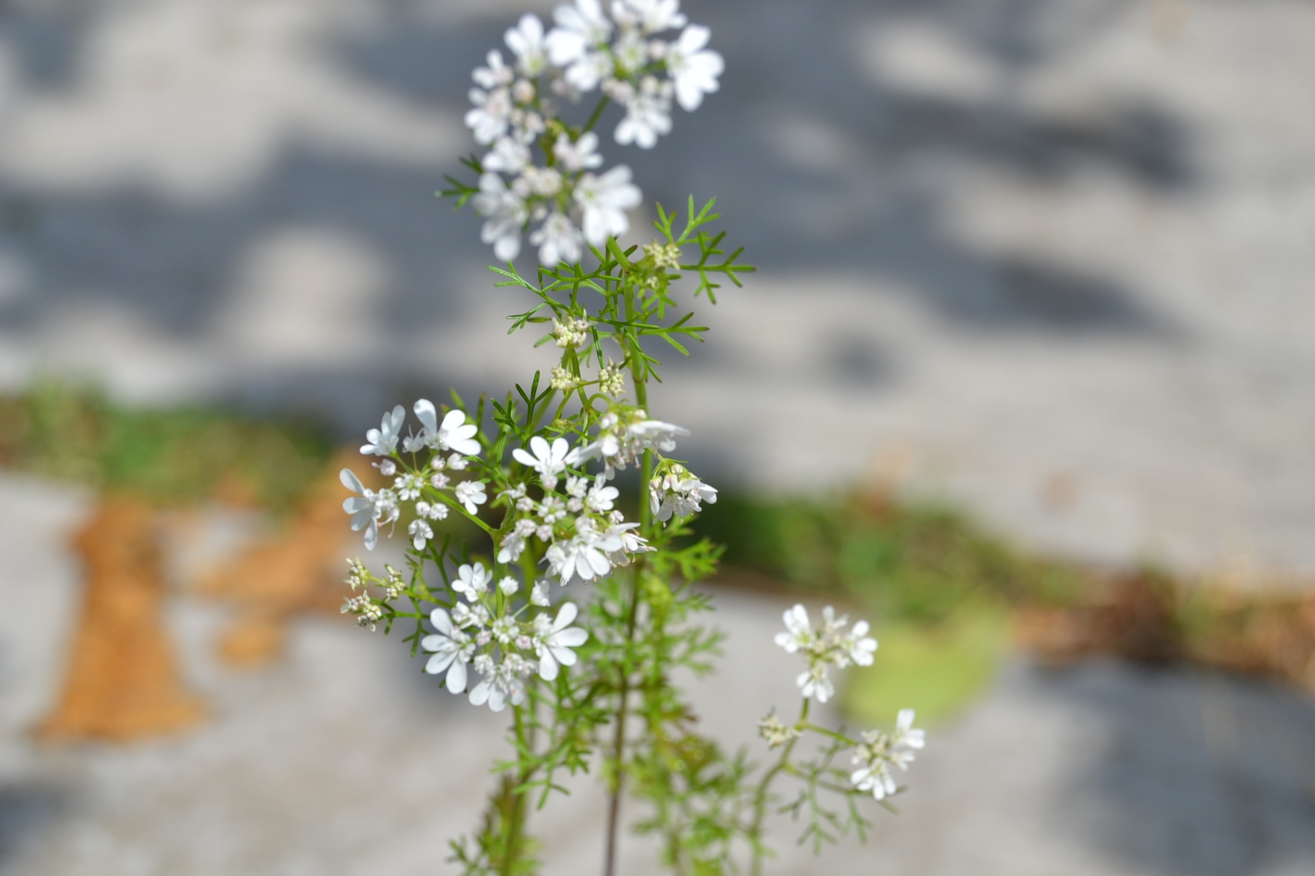 small white cliantro flowers