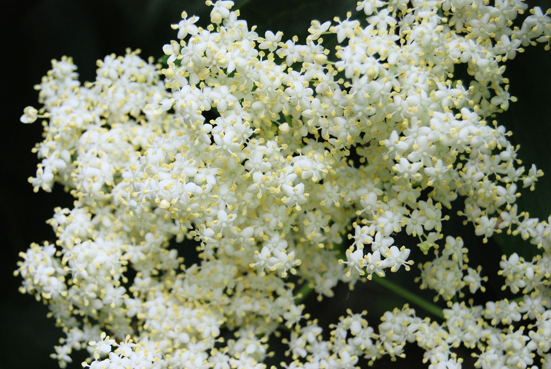elderberry flowers are held in compound, flat heads