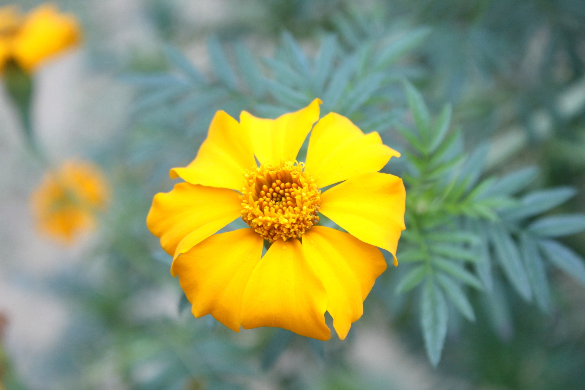 tagetes marigold lemon gem has a single layer of yellow petals
