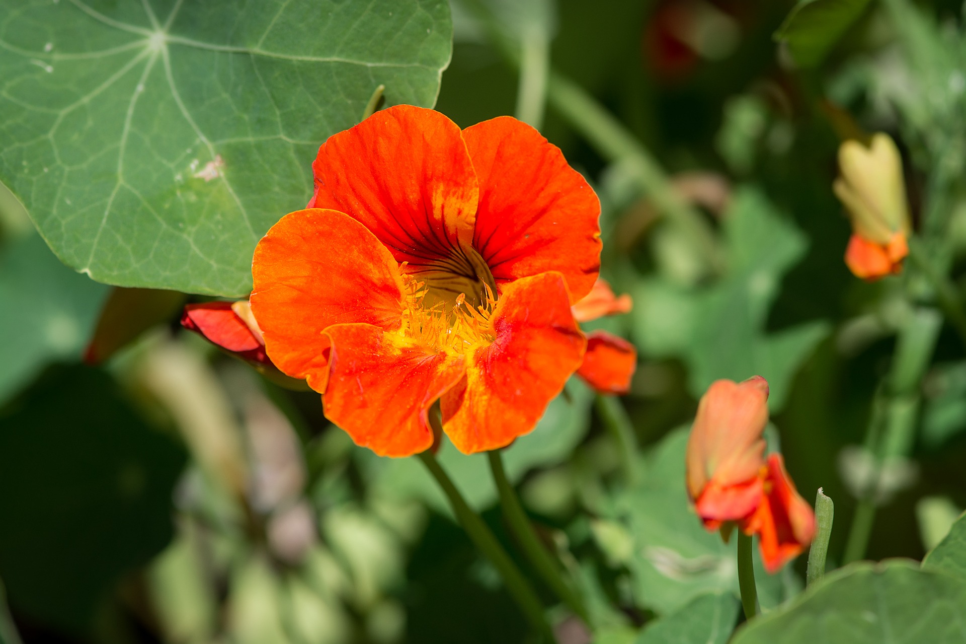 bright red orange nasturtium blossom
