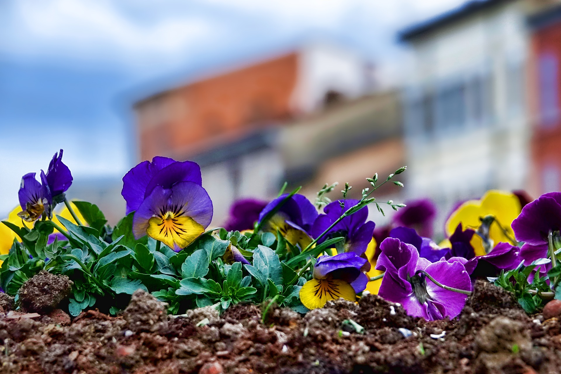 purple and yellow pansies