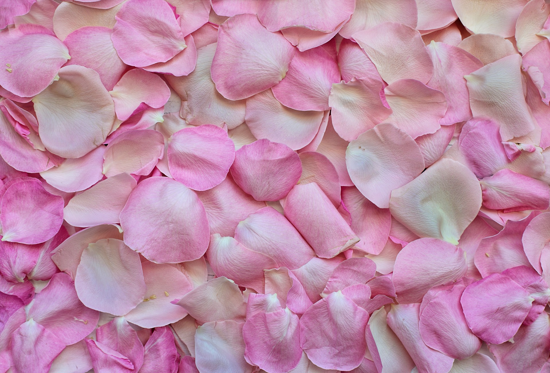 pink rose petals form a blanket cover