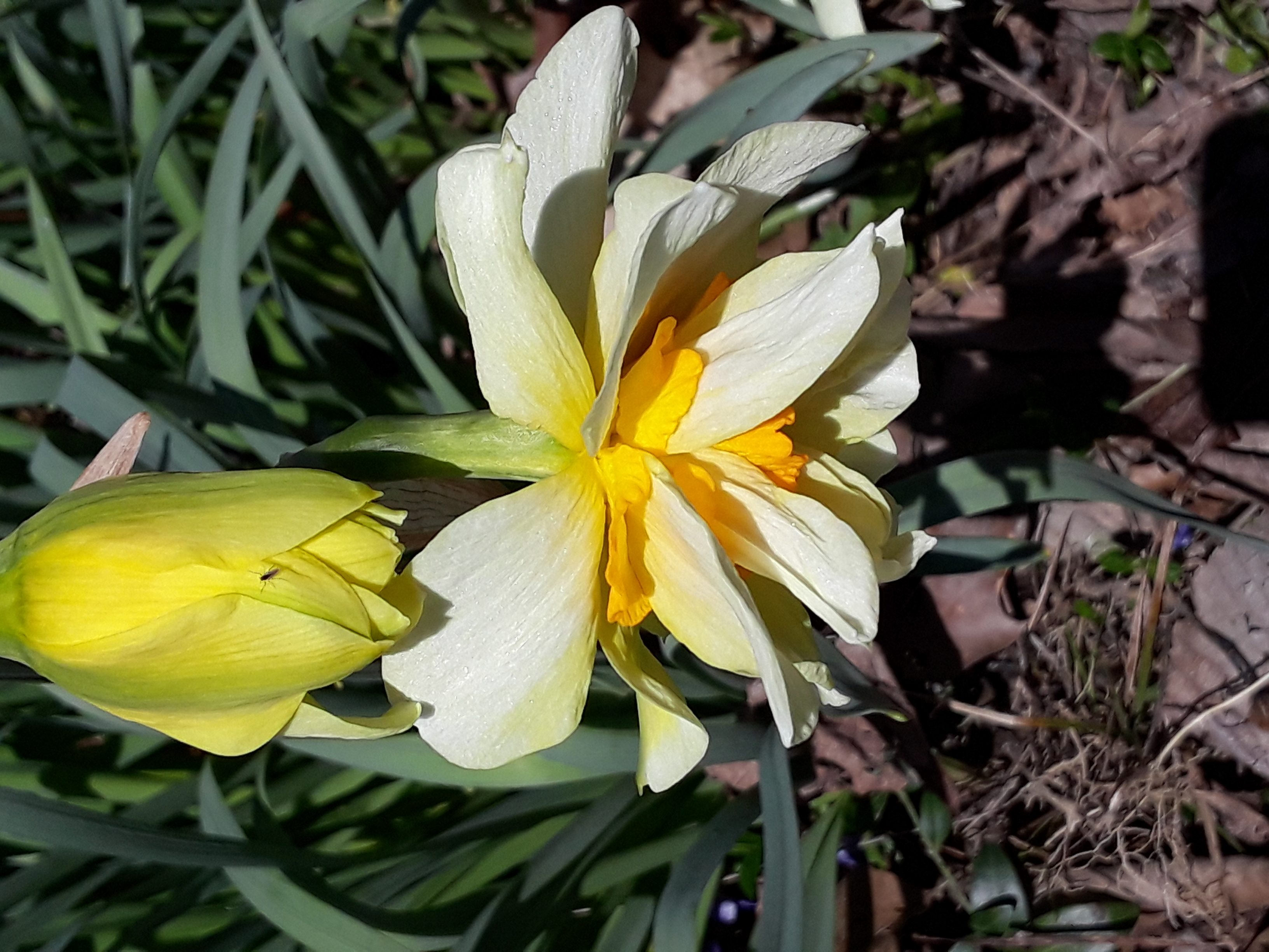A double daffodil bloom in light and dark yellow.