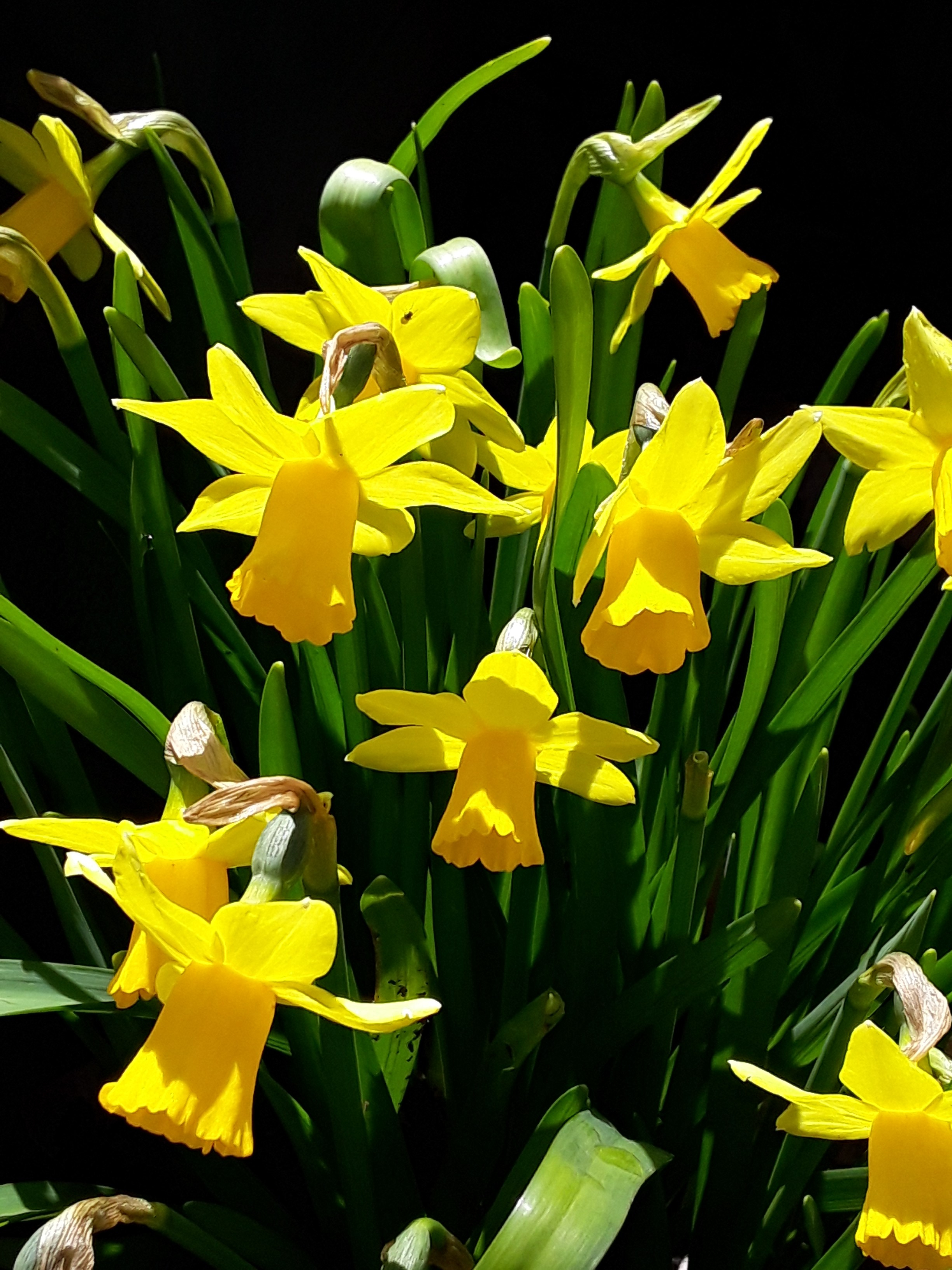 Clumps of yellow miniature daffodils glow in the sun
