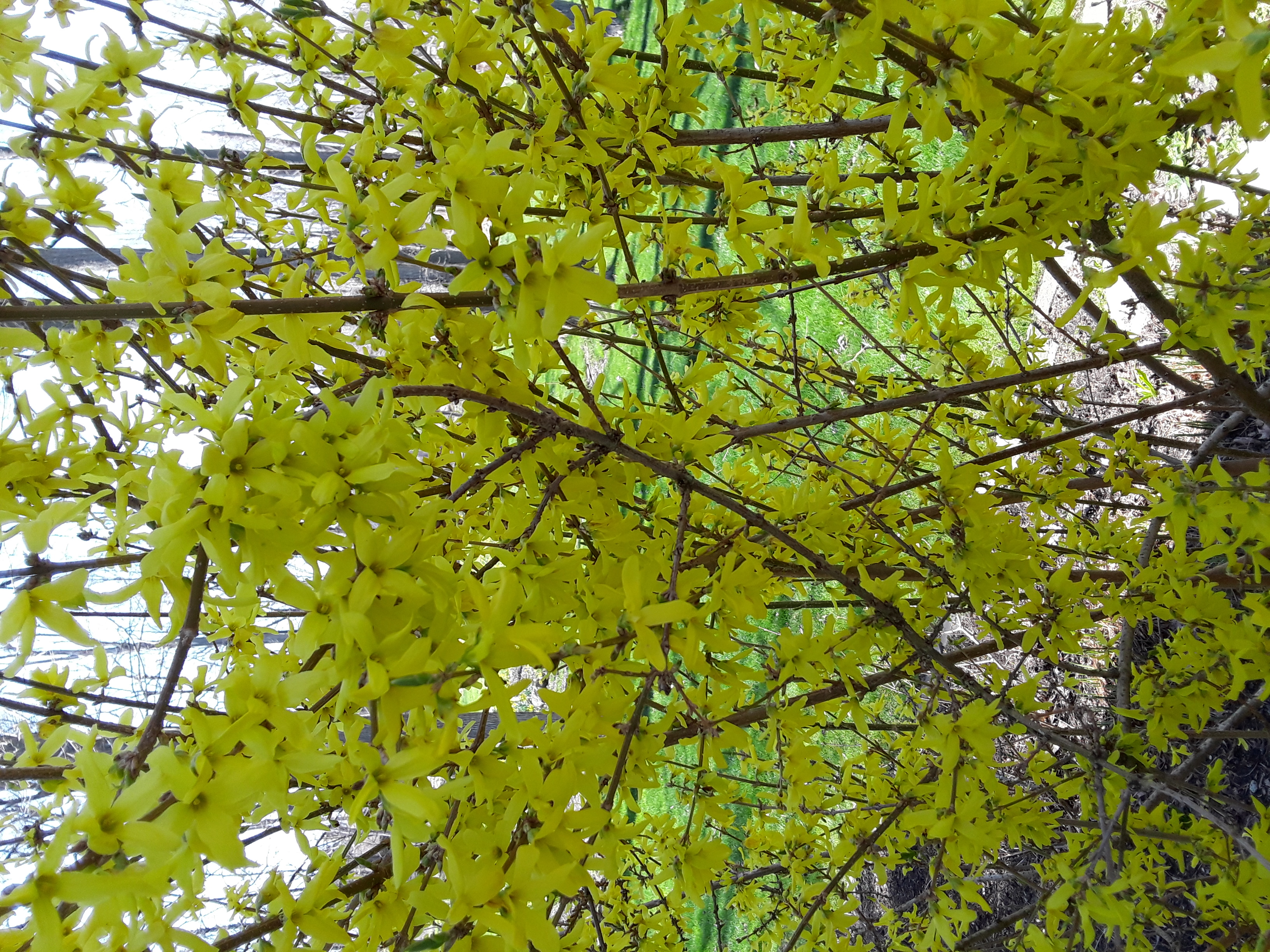 forsythia bush with heavy yellow bloom