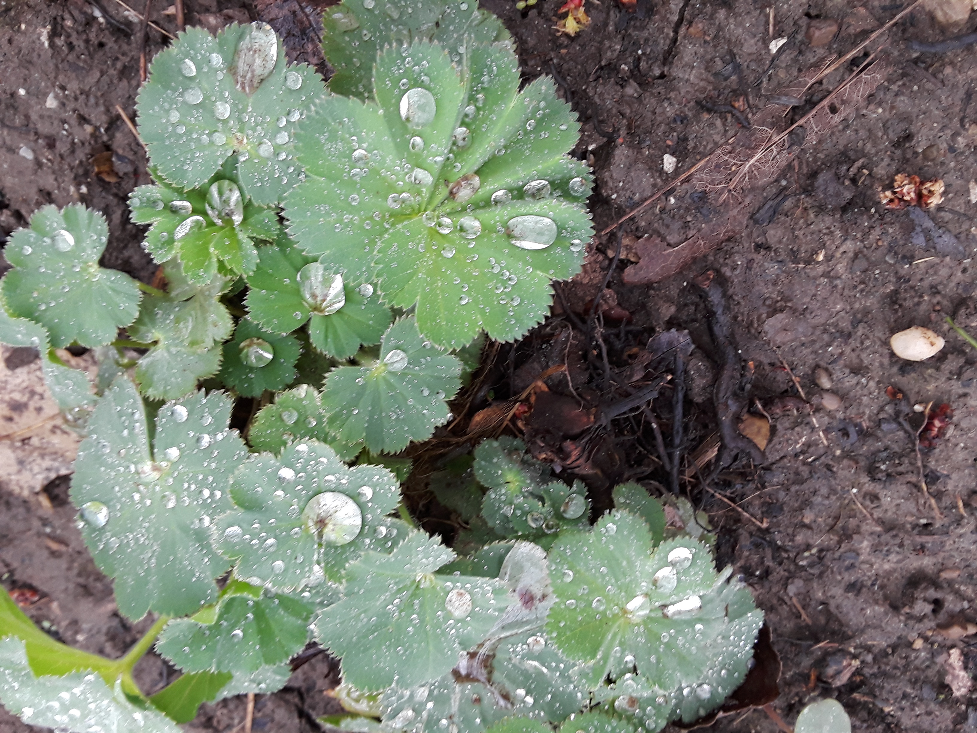 Lady's mantle collect raindrops in its cup-shaped leaves