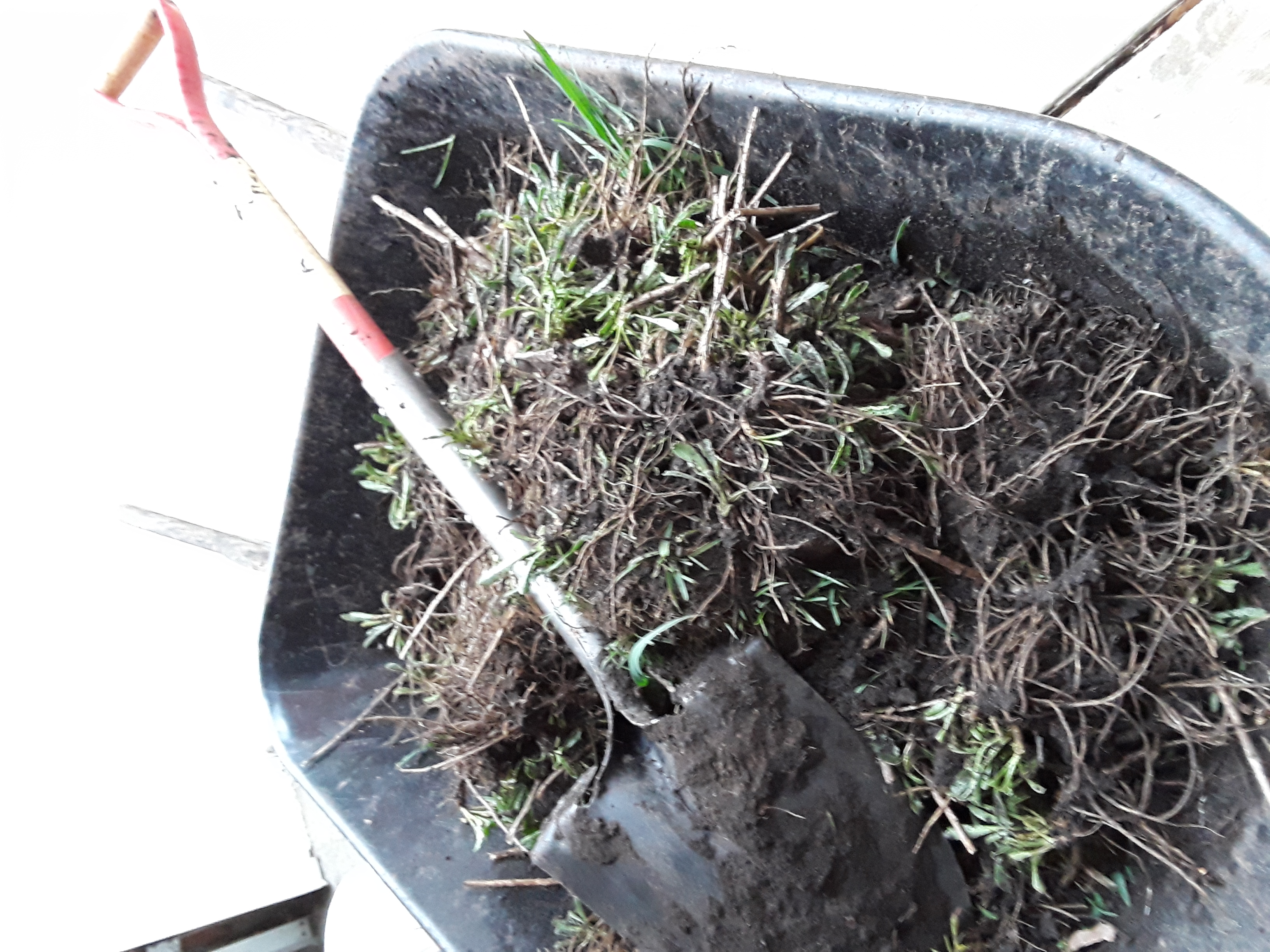 wheelbarrow filled with ox-eye daisy divisions