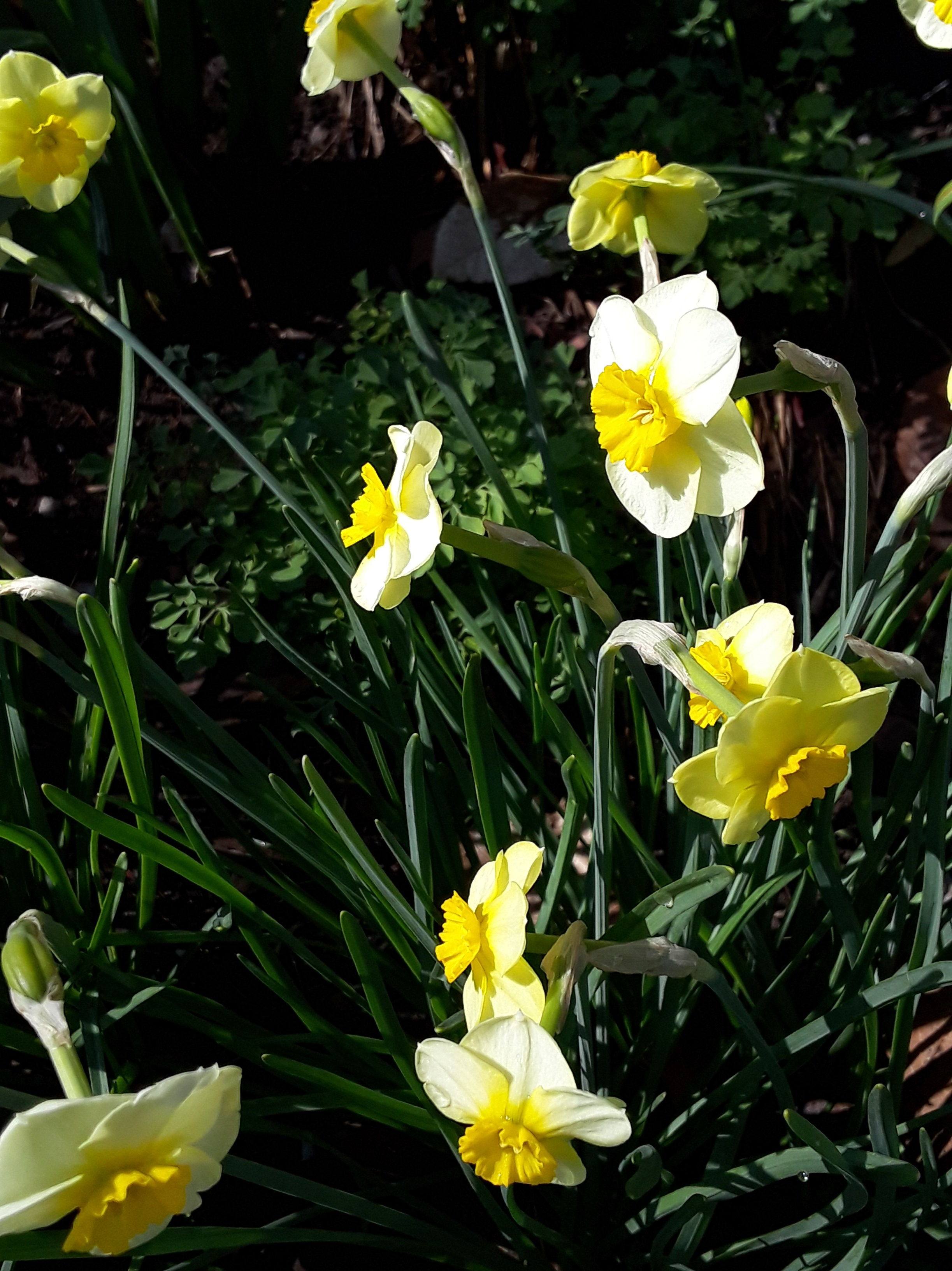 Sun Disc form small clumps with numerous blooms per bulb