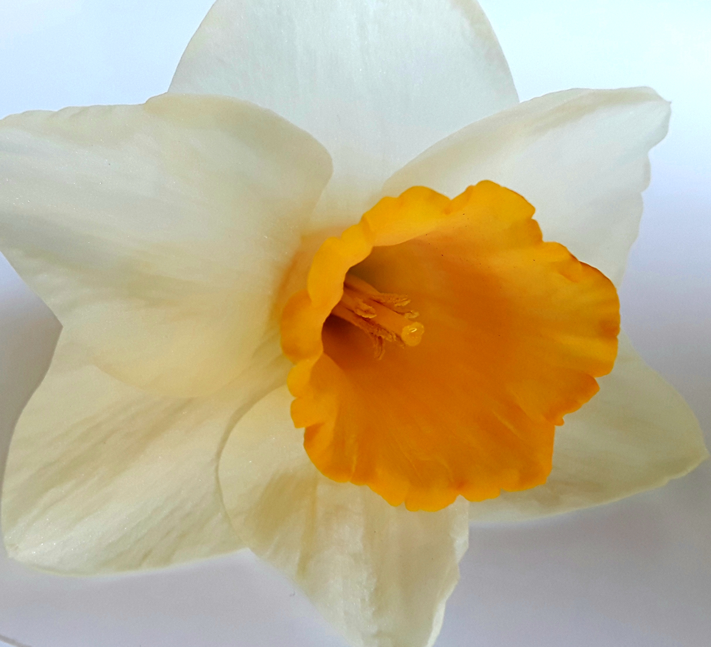 Close up of bloom, yellow trumpet cup and white petals