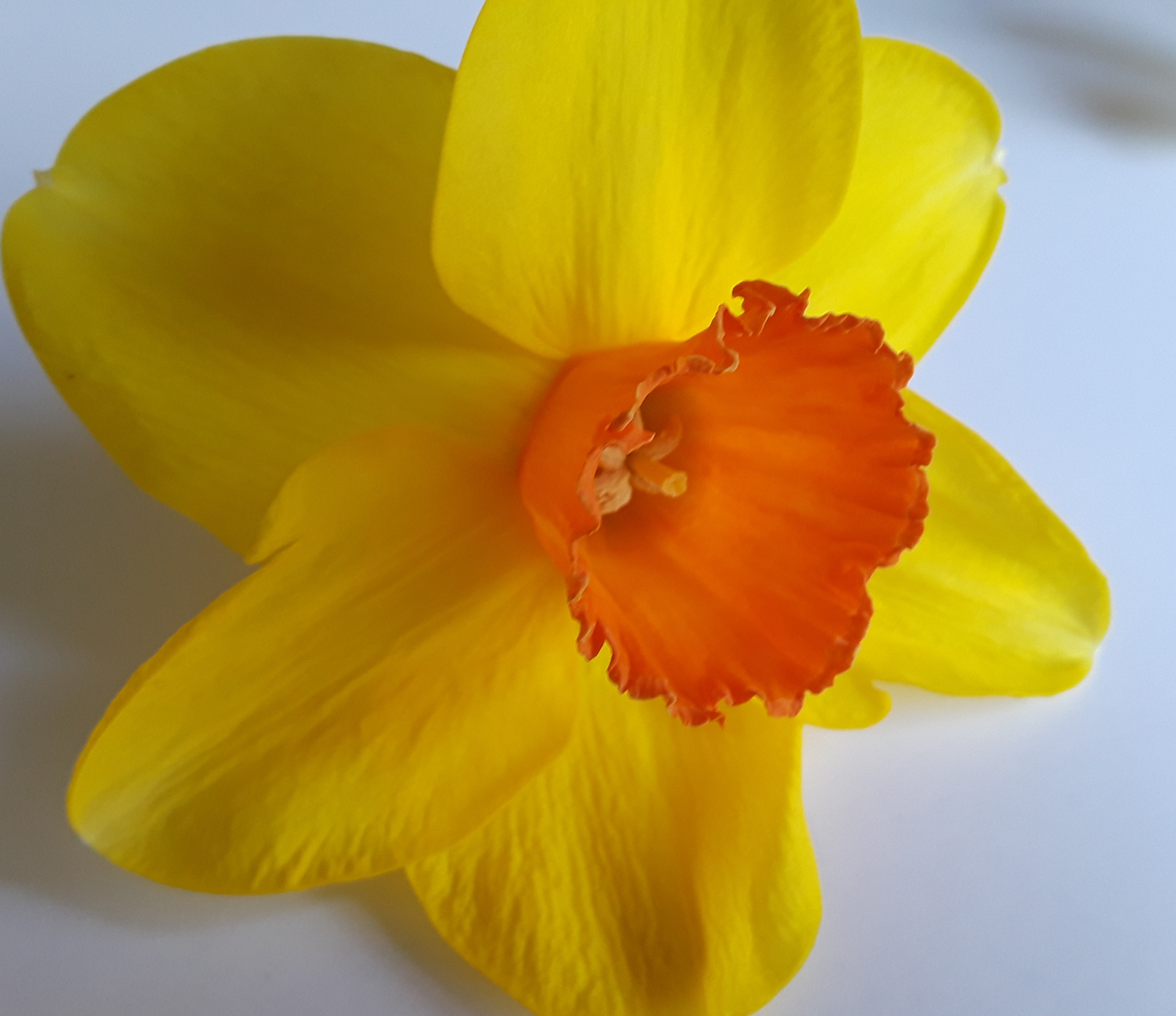 Red Devon has a deep orange cup and yellow petals